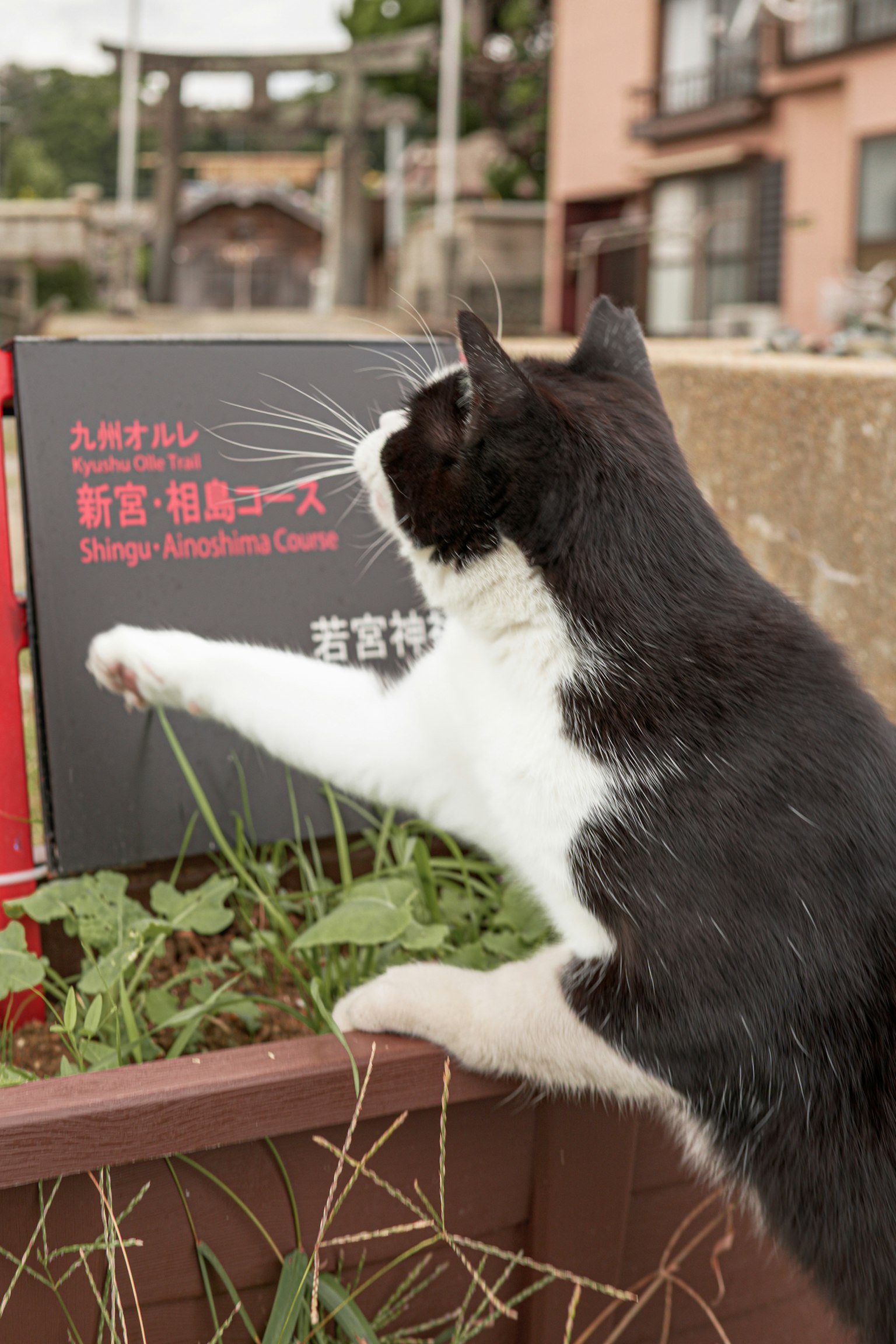 黒と白の猫が看板に触れている風景 緑の植物が周囲にある