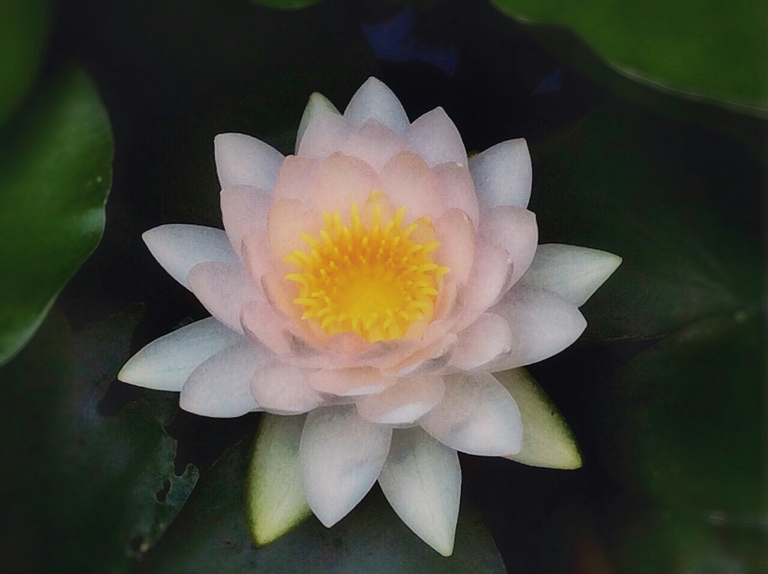 A beautiful pink water lily floating on the water surface