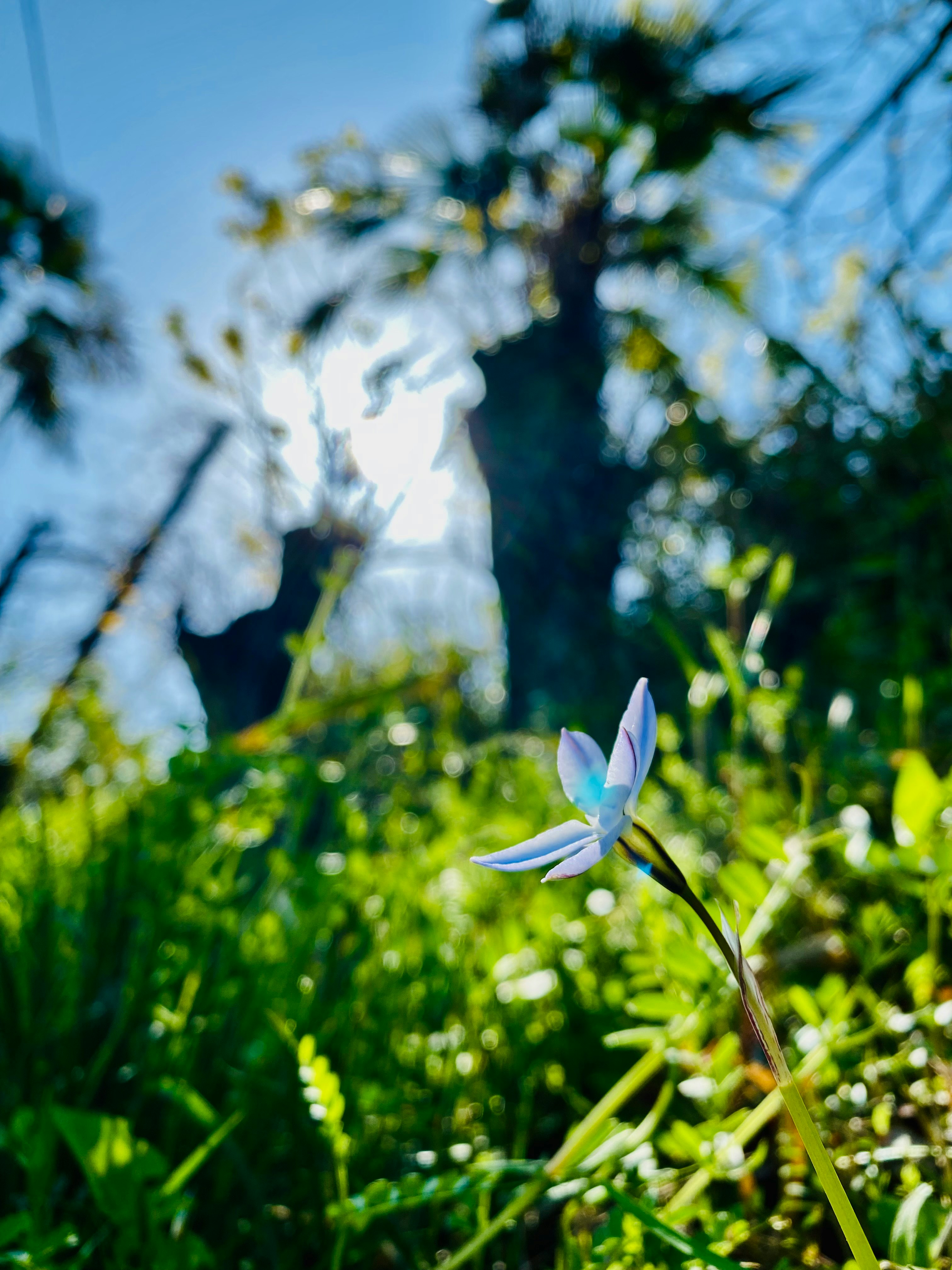 朝日差す草地に咲く花