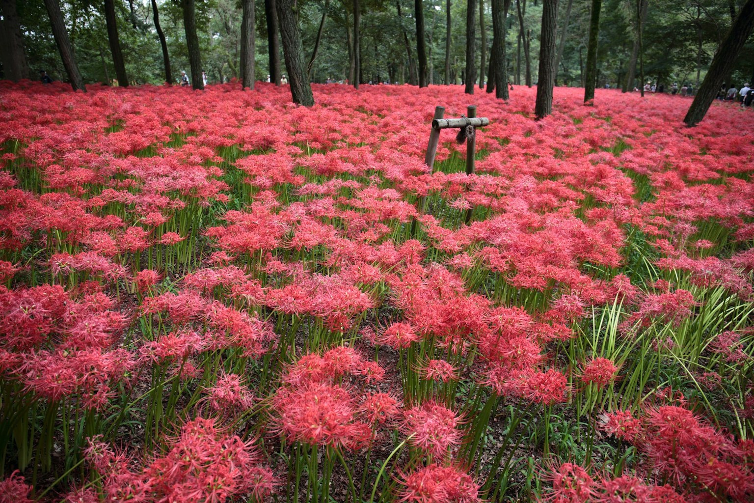 Eine Waldlandschaft voller roter Spinnenlilien