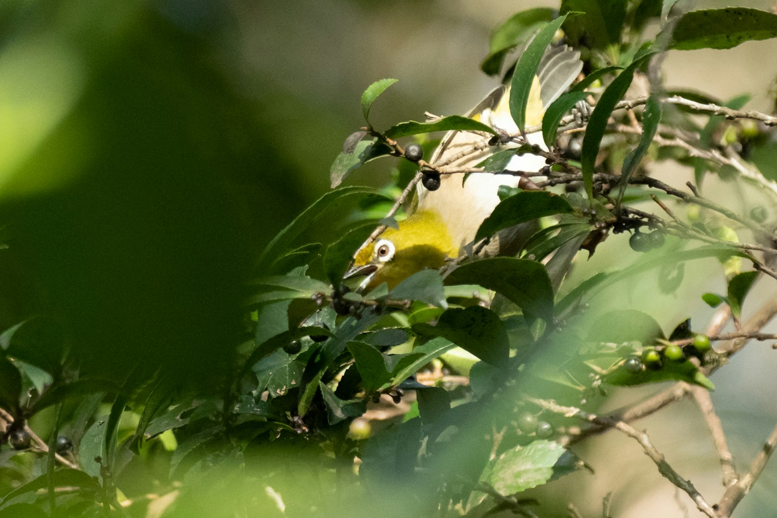 Imagen de un pequeño pájaro parcialmente oculto entre hojas verdes