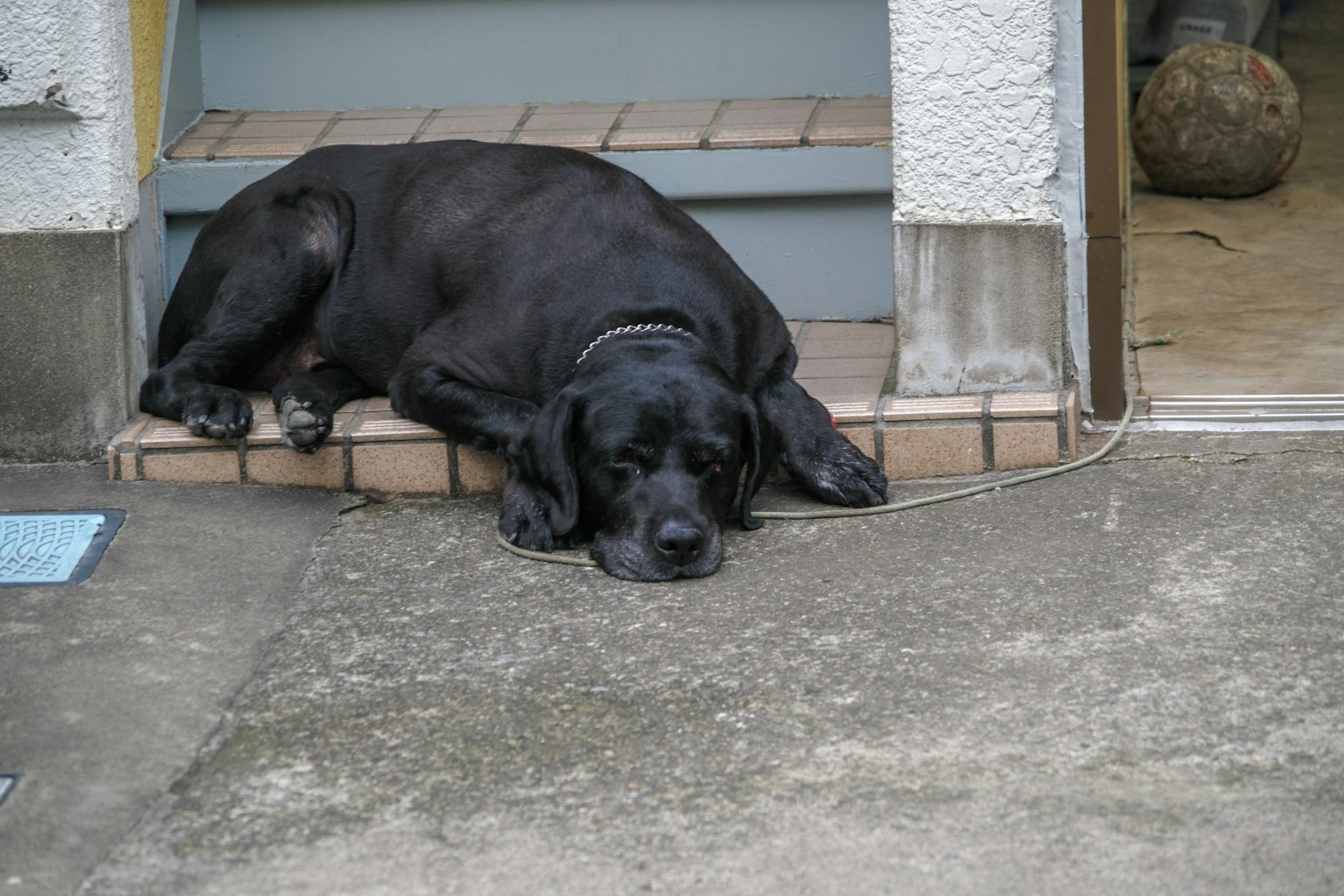 Un chien noir se reposant sur les marches