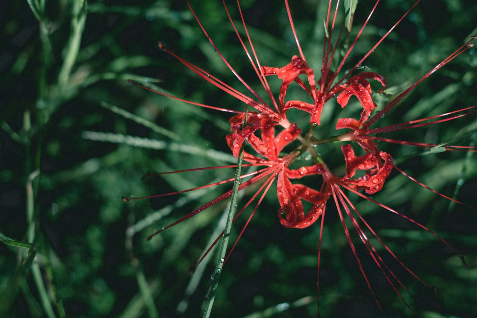 Immagine di un fiore rosso con foglie spinose su uno sfondo verde