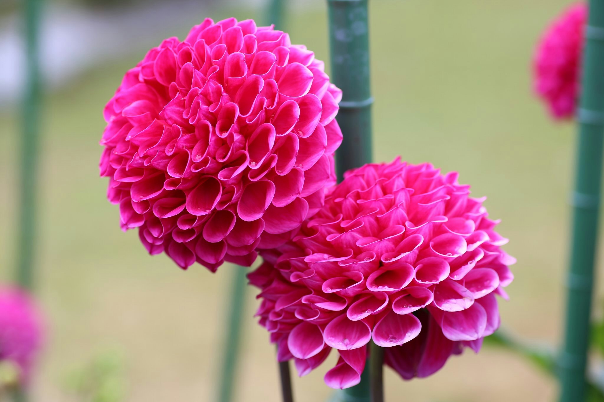 鮮やかなピンクの花が寄り添うクローズアップ