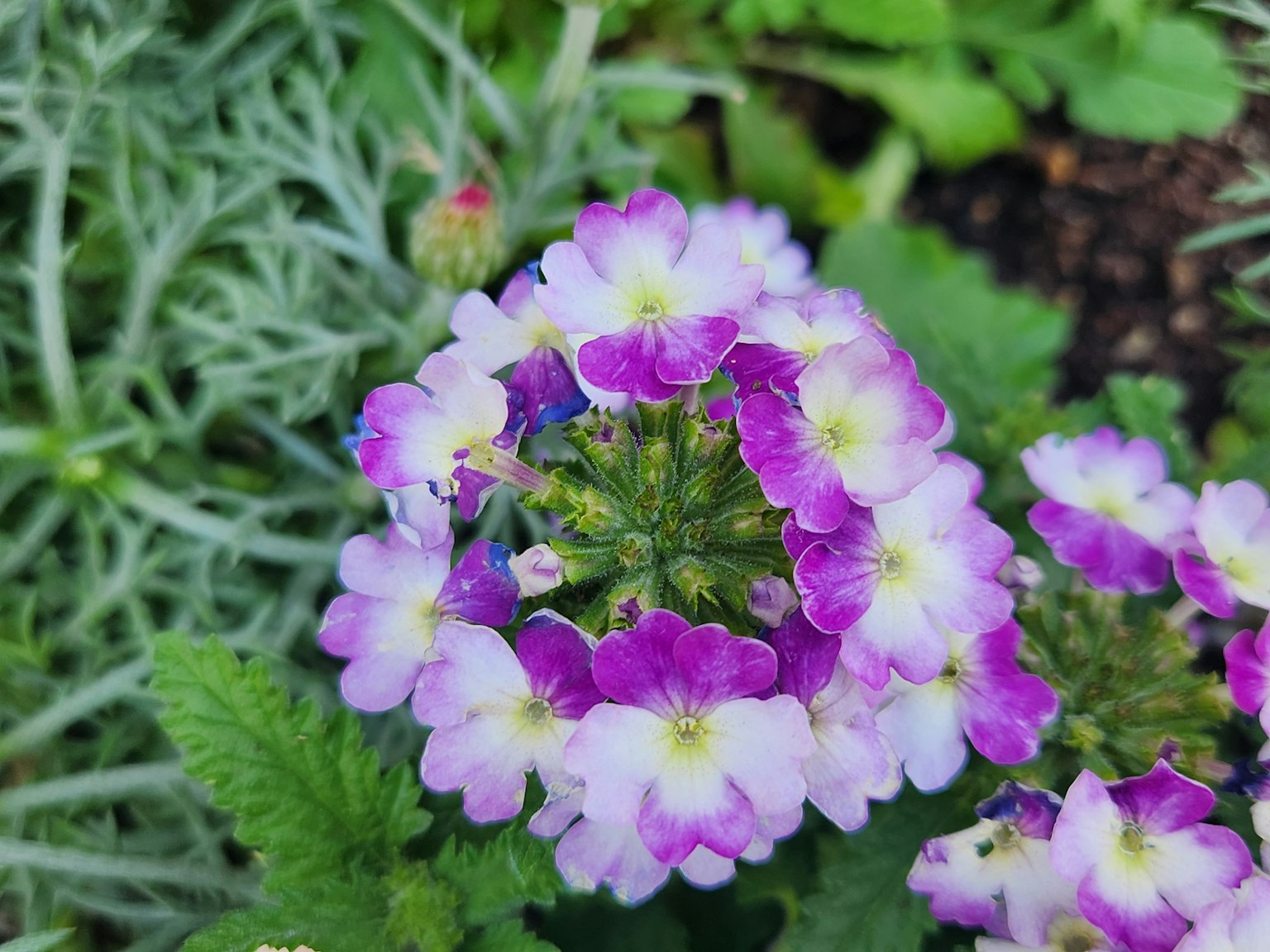Close-up of purple and white flowering plant