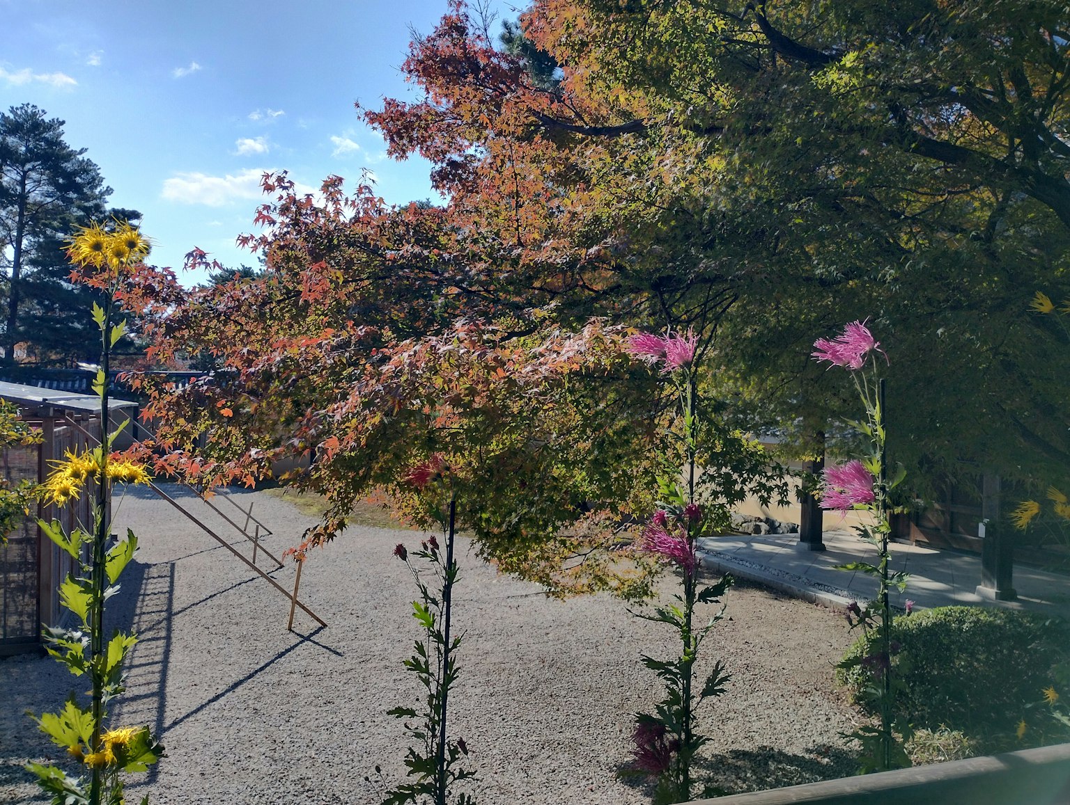 A garden scene with colorful flowers in bloom and autumn leaves in the background