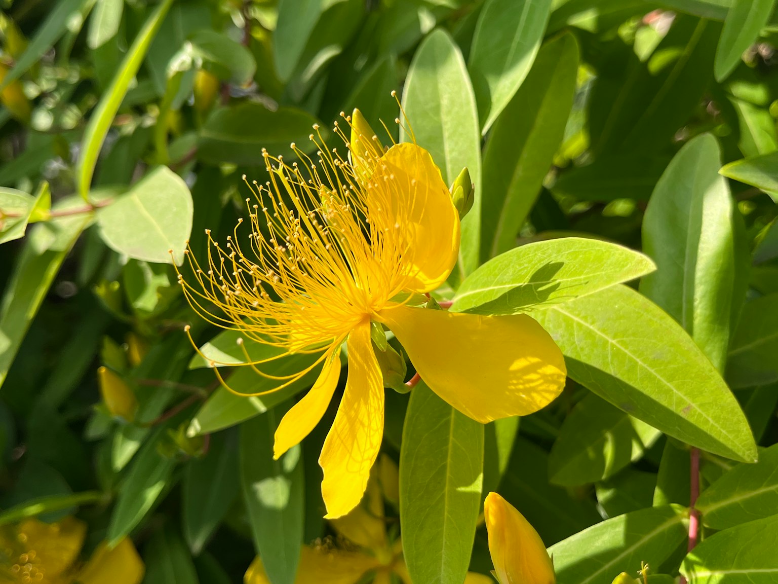 Fiore giallo vibrante con foglie verdi