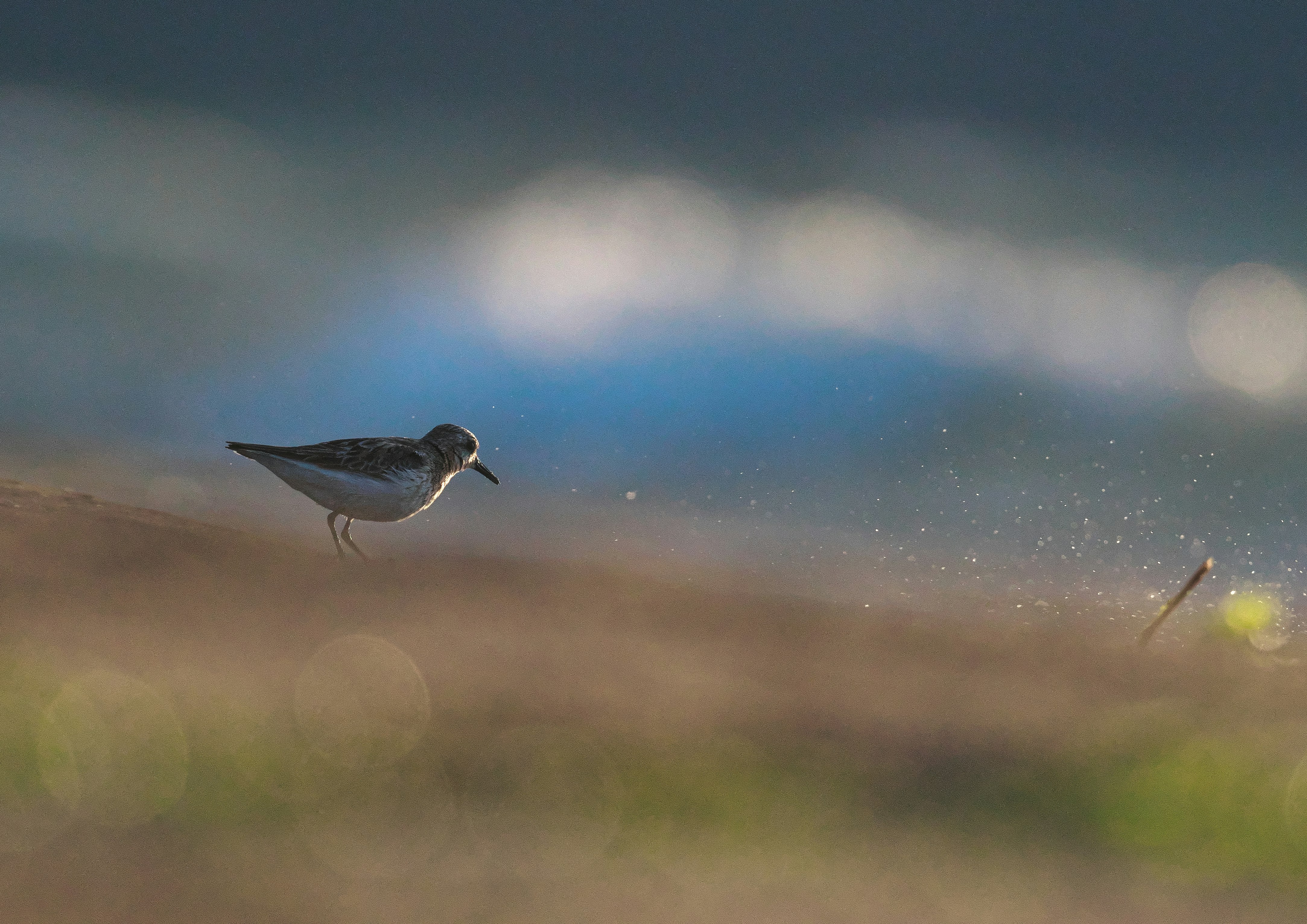 野鳥が飛び立つ草地の自然風景
