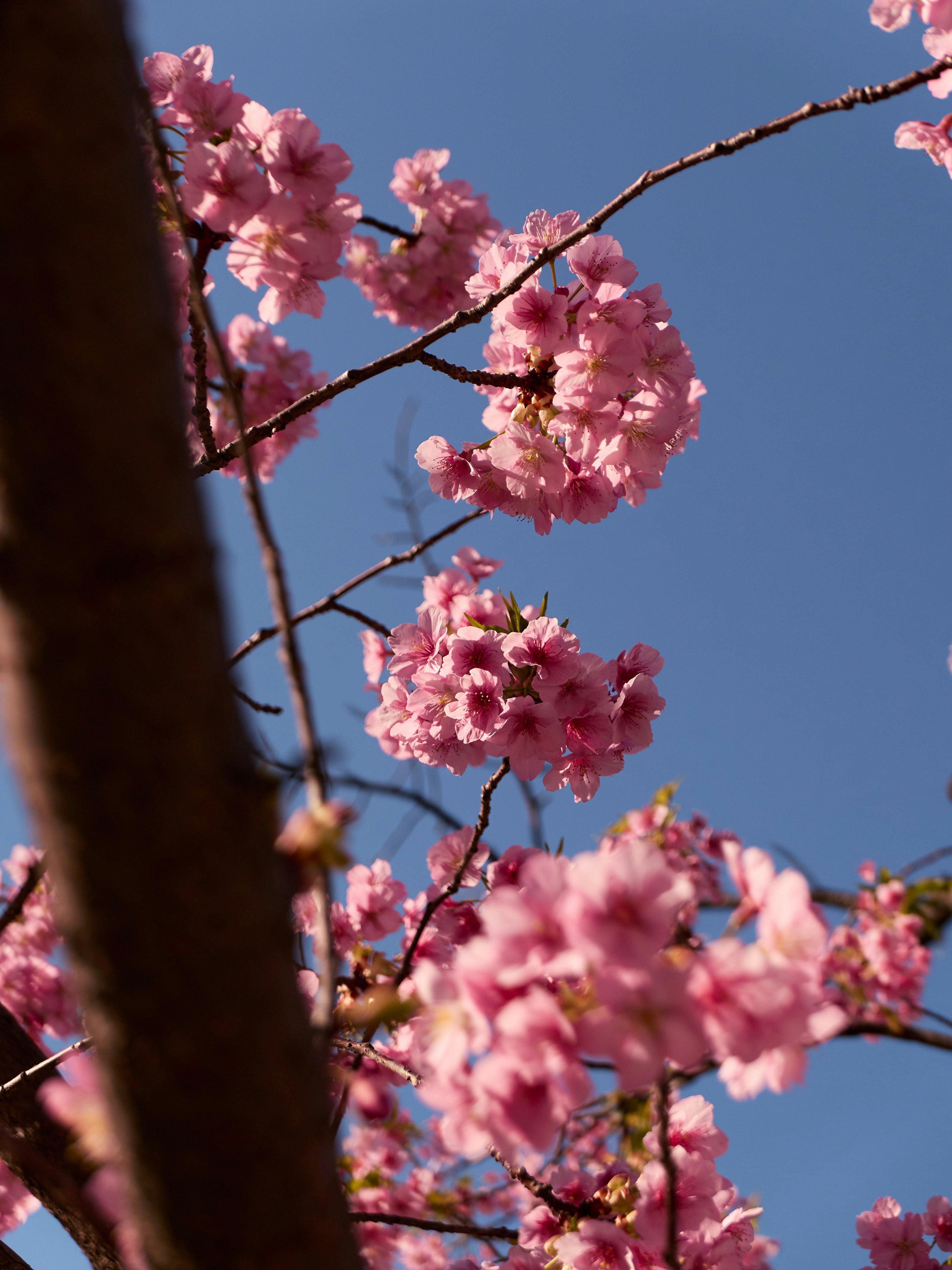 青空に咲くピンクの桜の枝