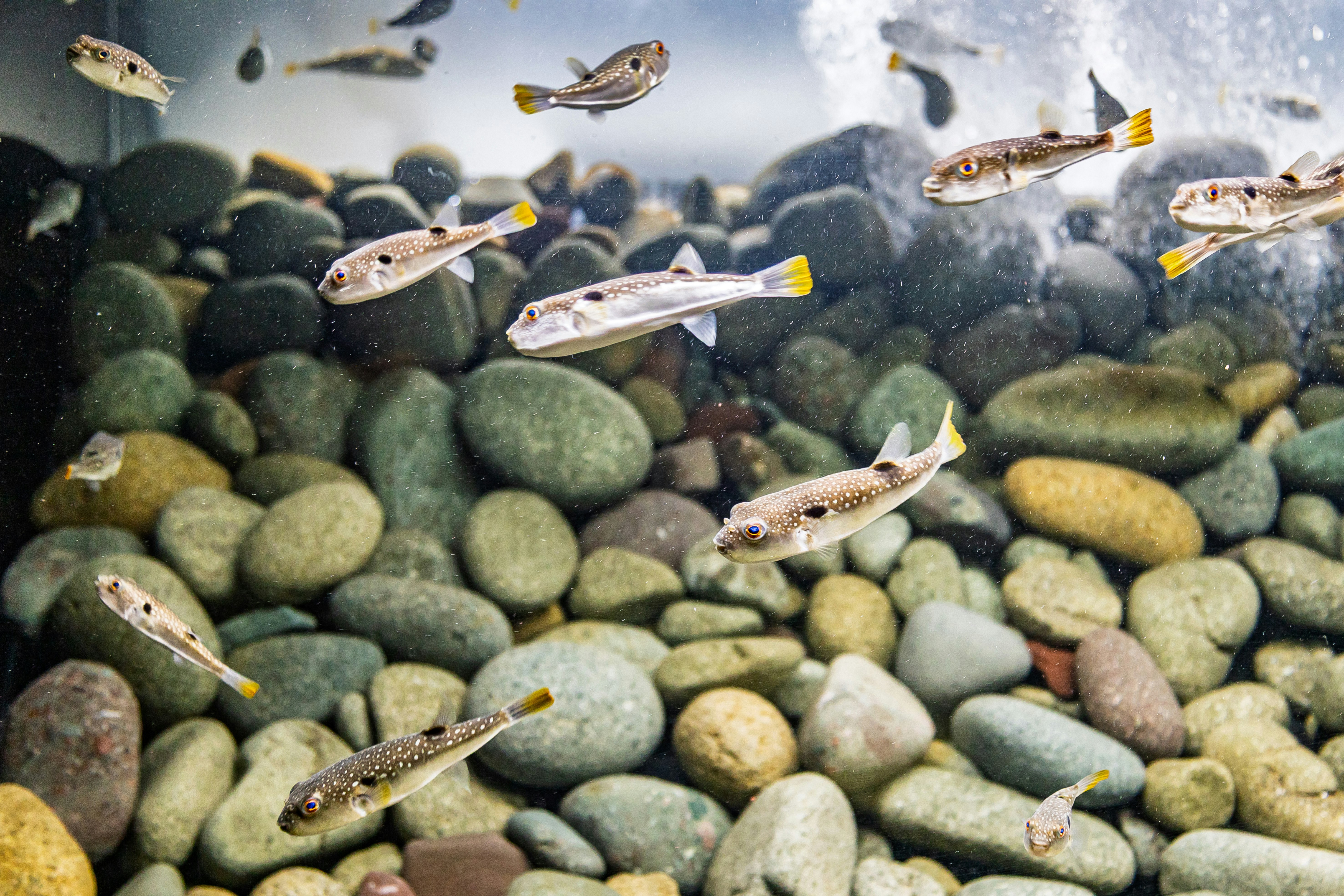 川辺の砂利の上を泳ぐ小魚の群れ