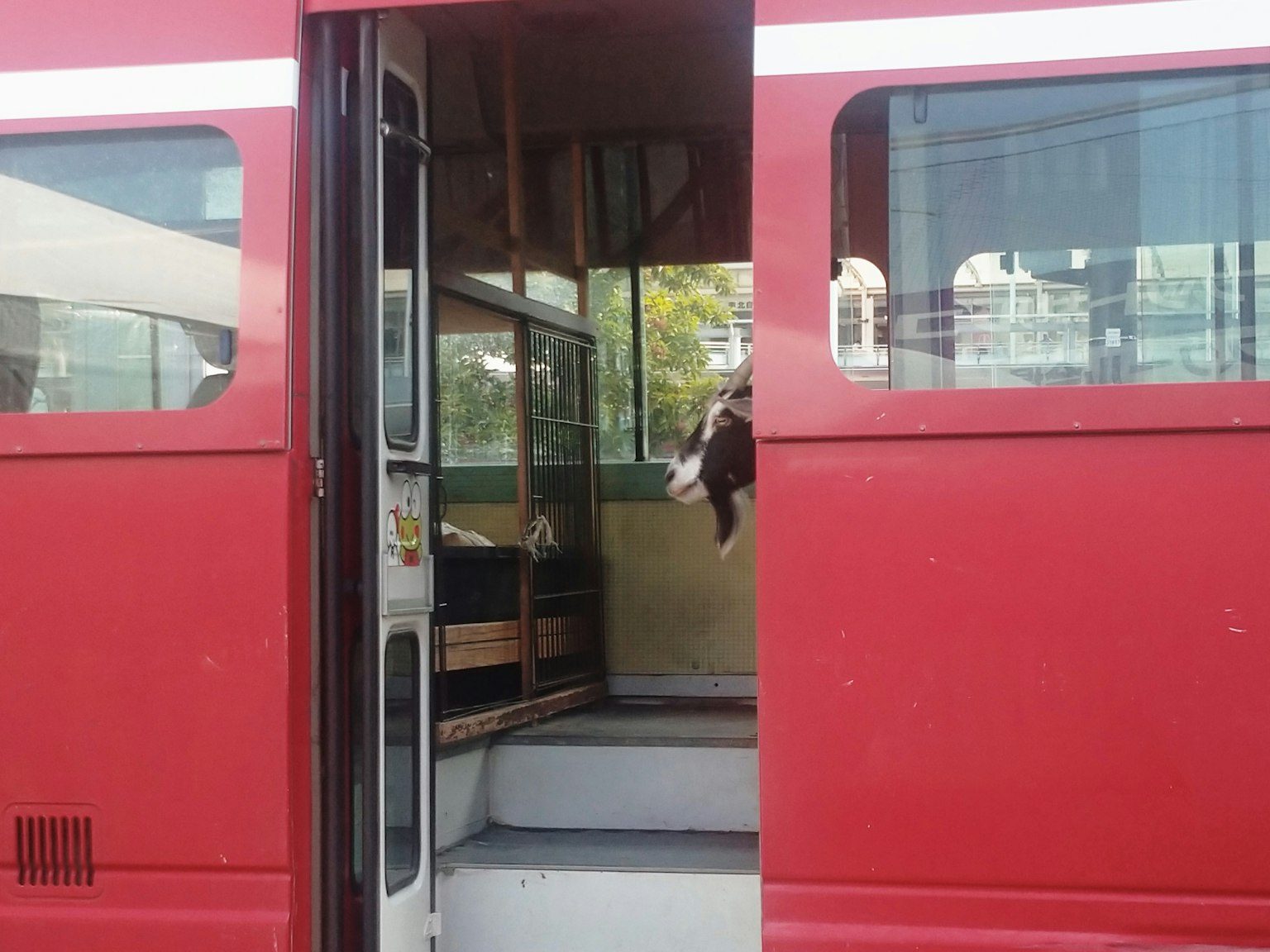 Seekor sapi yang mengintip dari pintu bus merah