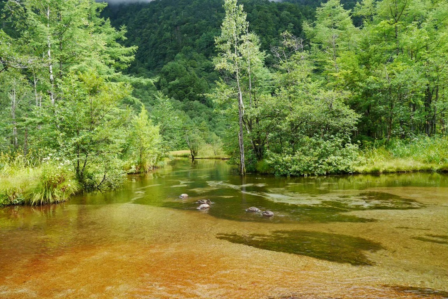 Aliran tenang dikelilingi hutan hijau subur