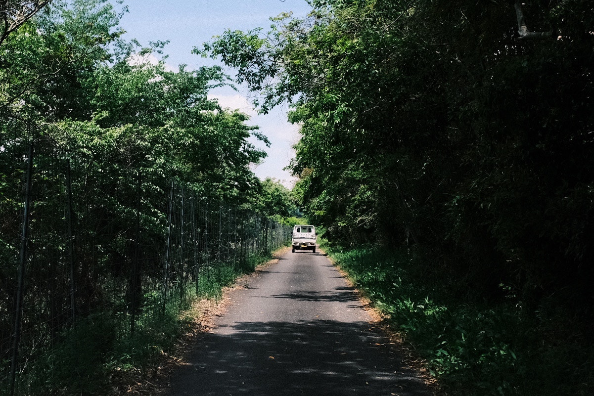緑の並木道を走る車のある田舎道