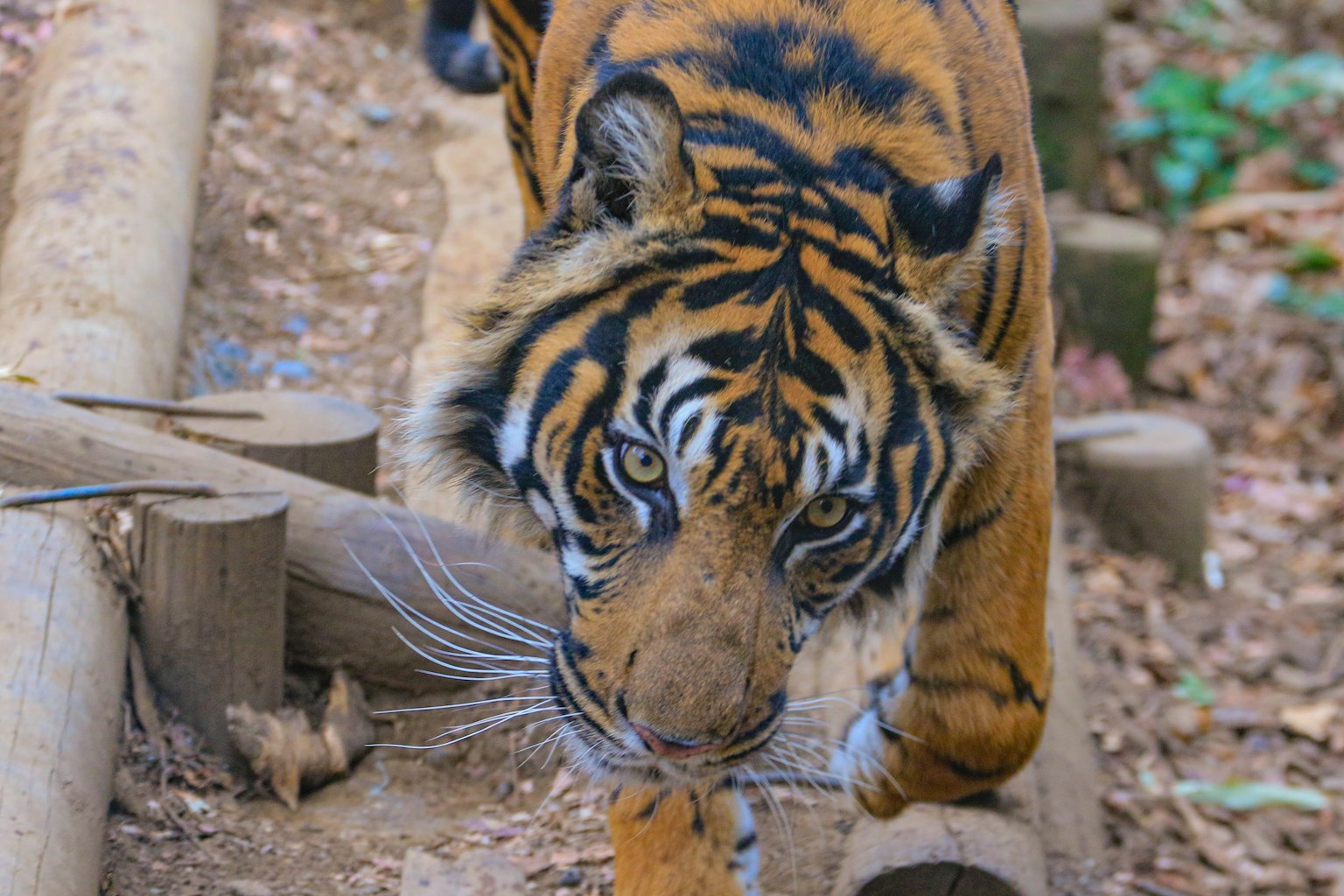 A tiger with orange fur walking on a path