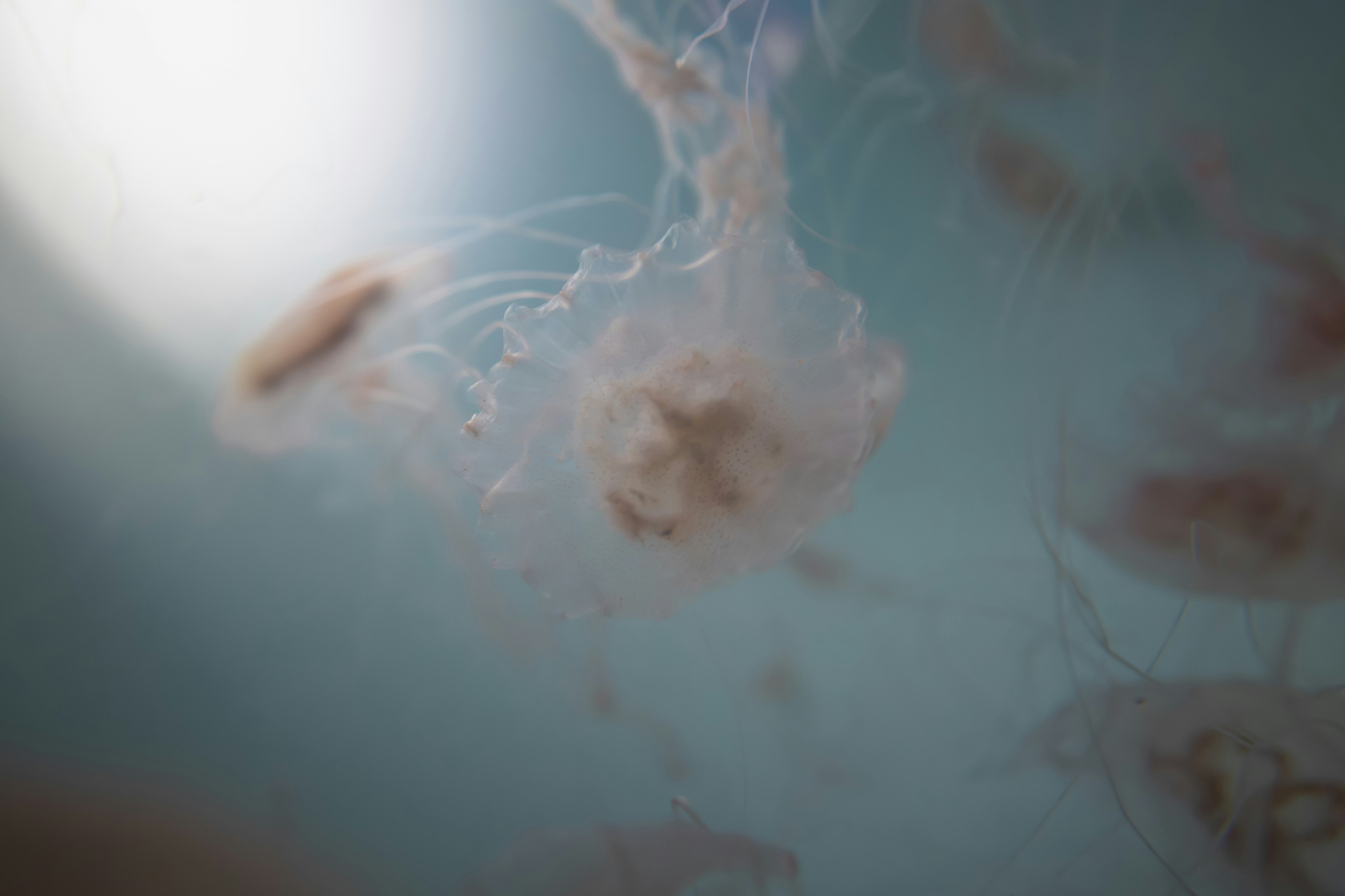 水中で漂うクラゲのような生物の幻想的な姿
