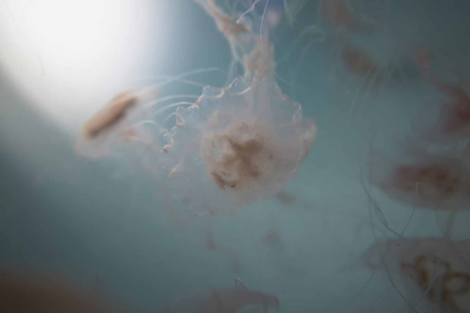 Un grupo de medusas flotando en agua azul con luz suave