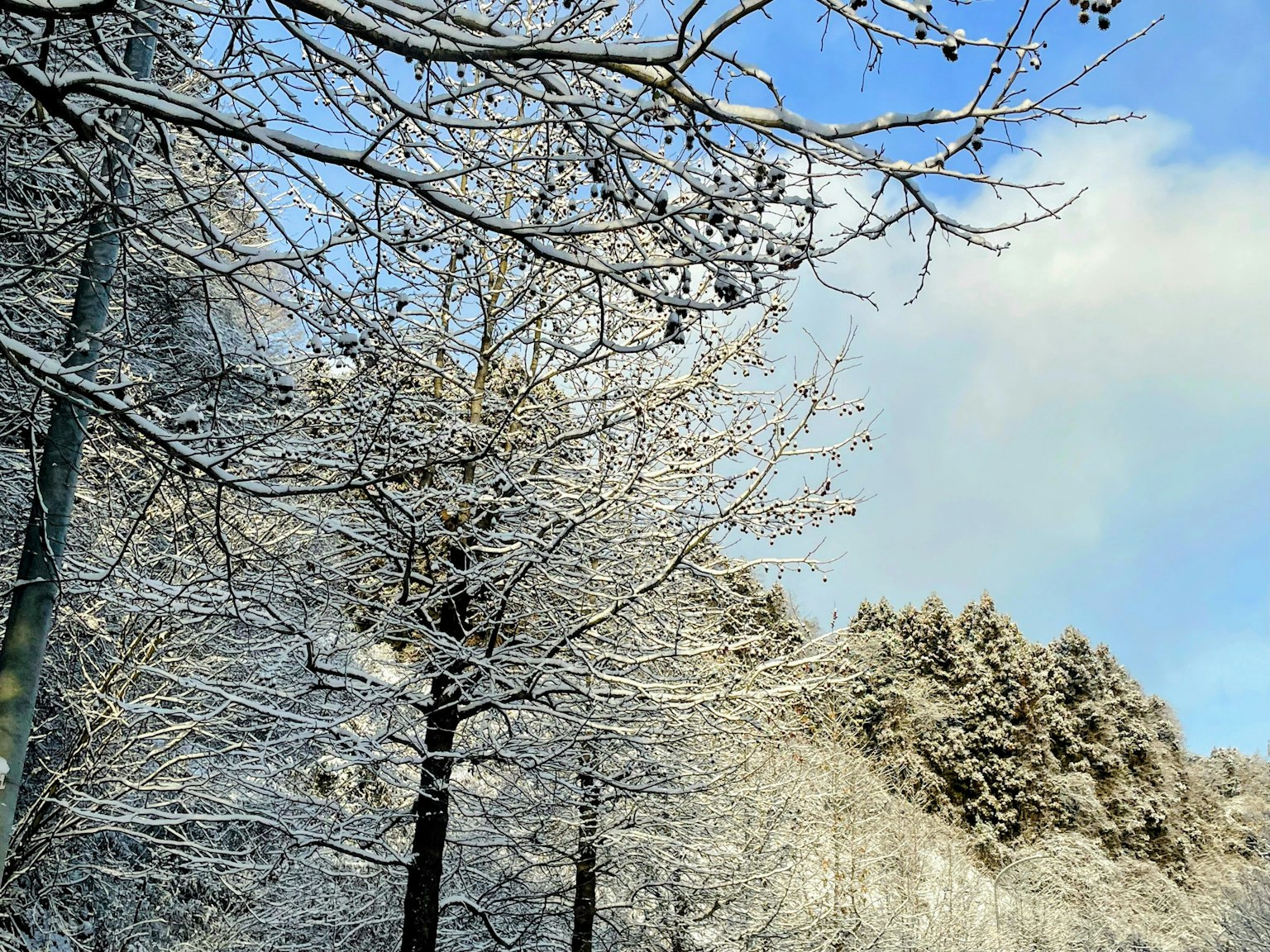 被雪覆盖的树木与蓝天