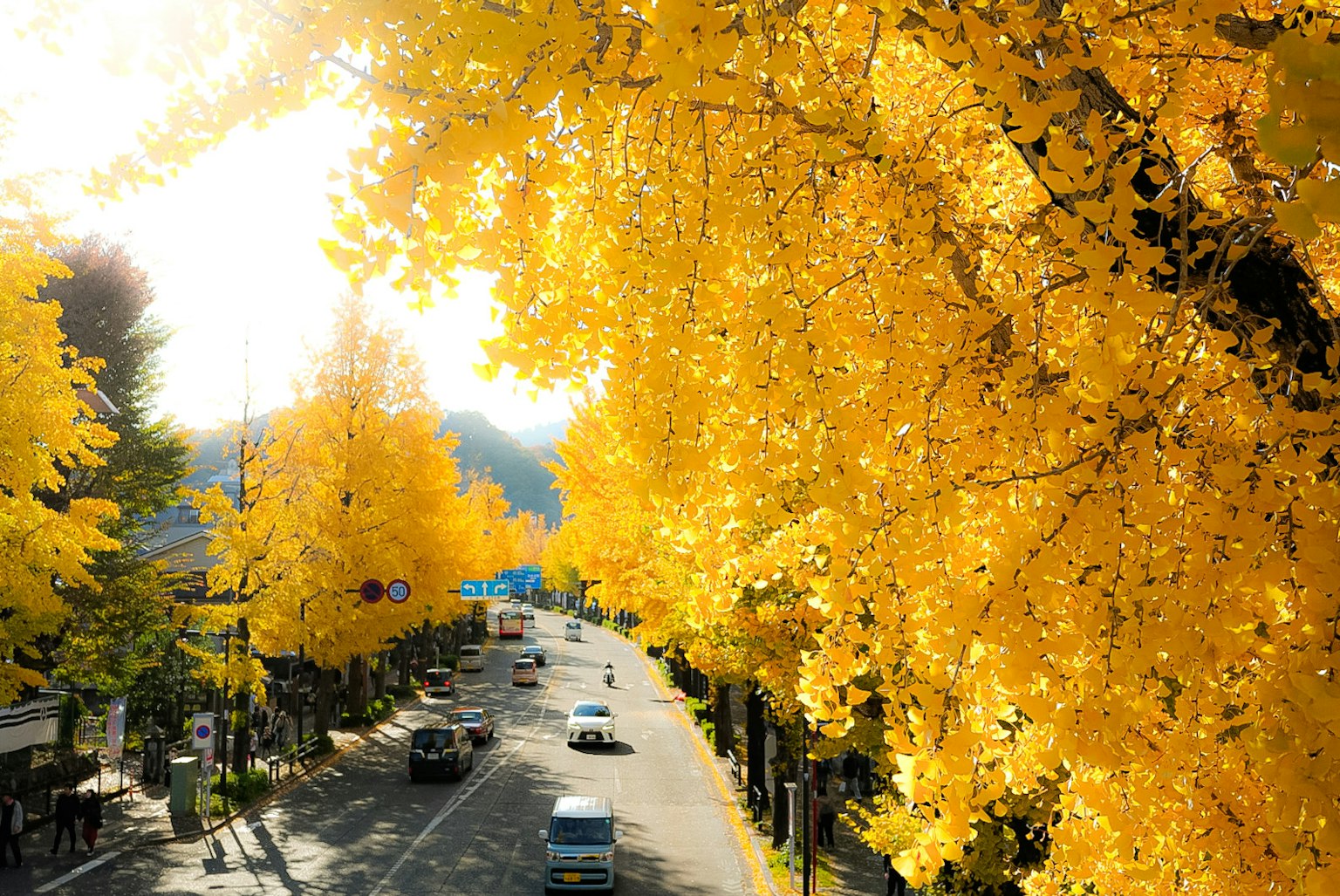 黄色いイチョウの木が並ぶ道路の風景