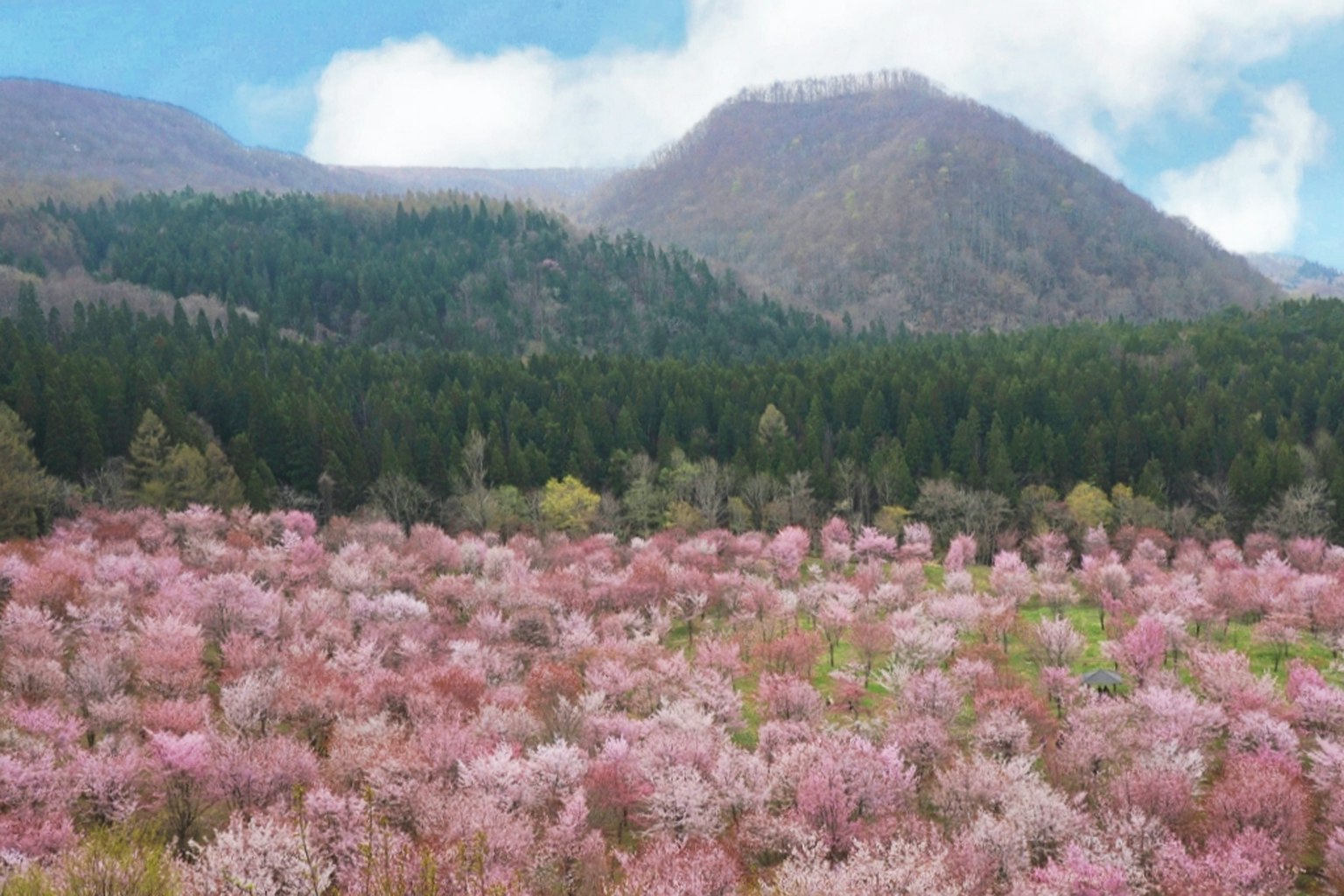 背景是山的廣闊花田