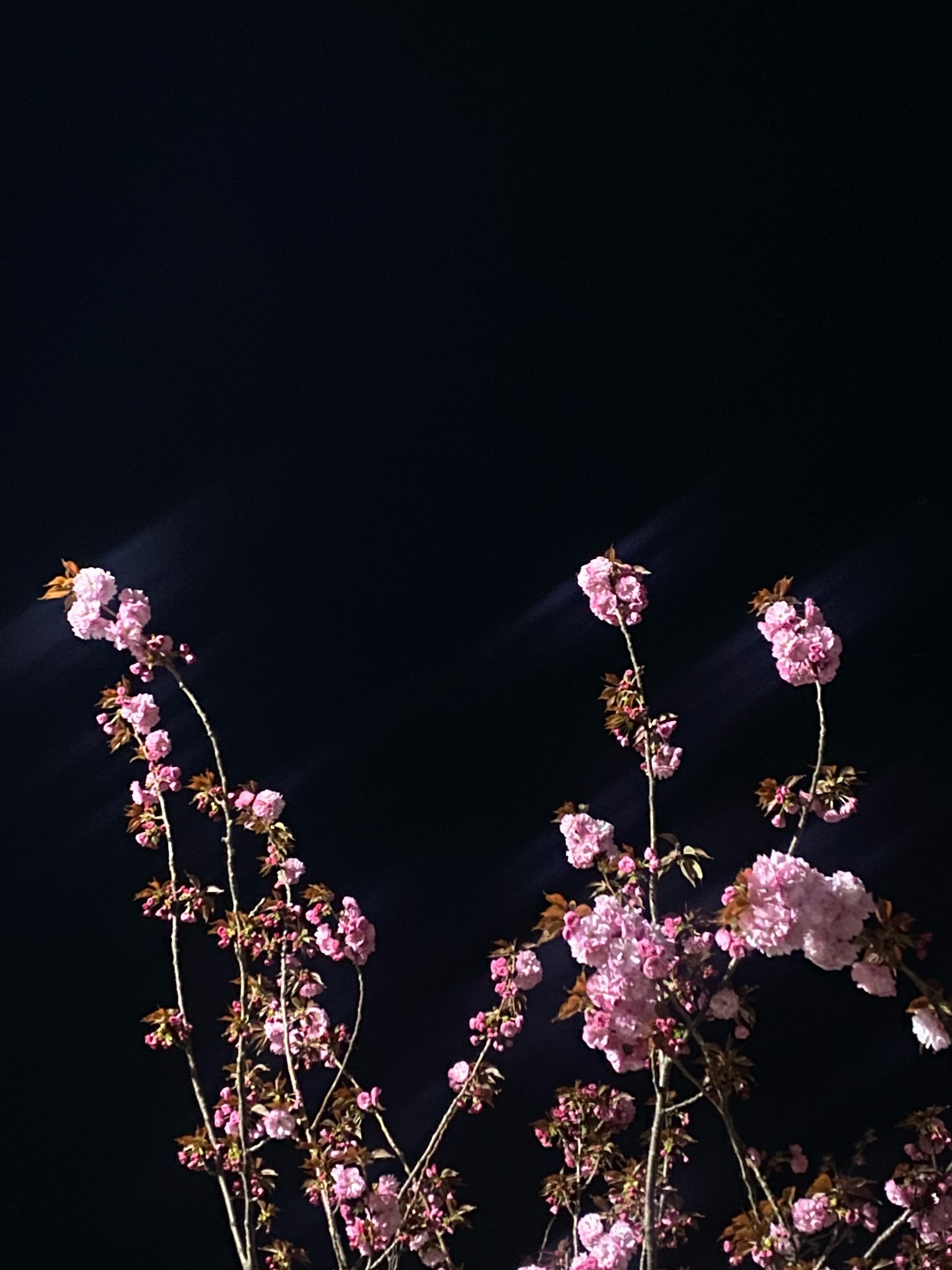 黑暗背景上的粉色花朵枝条