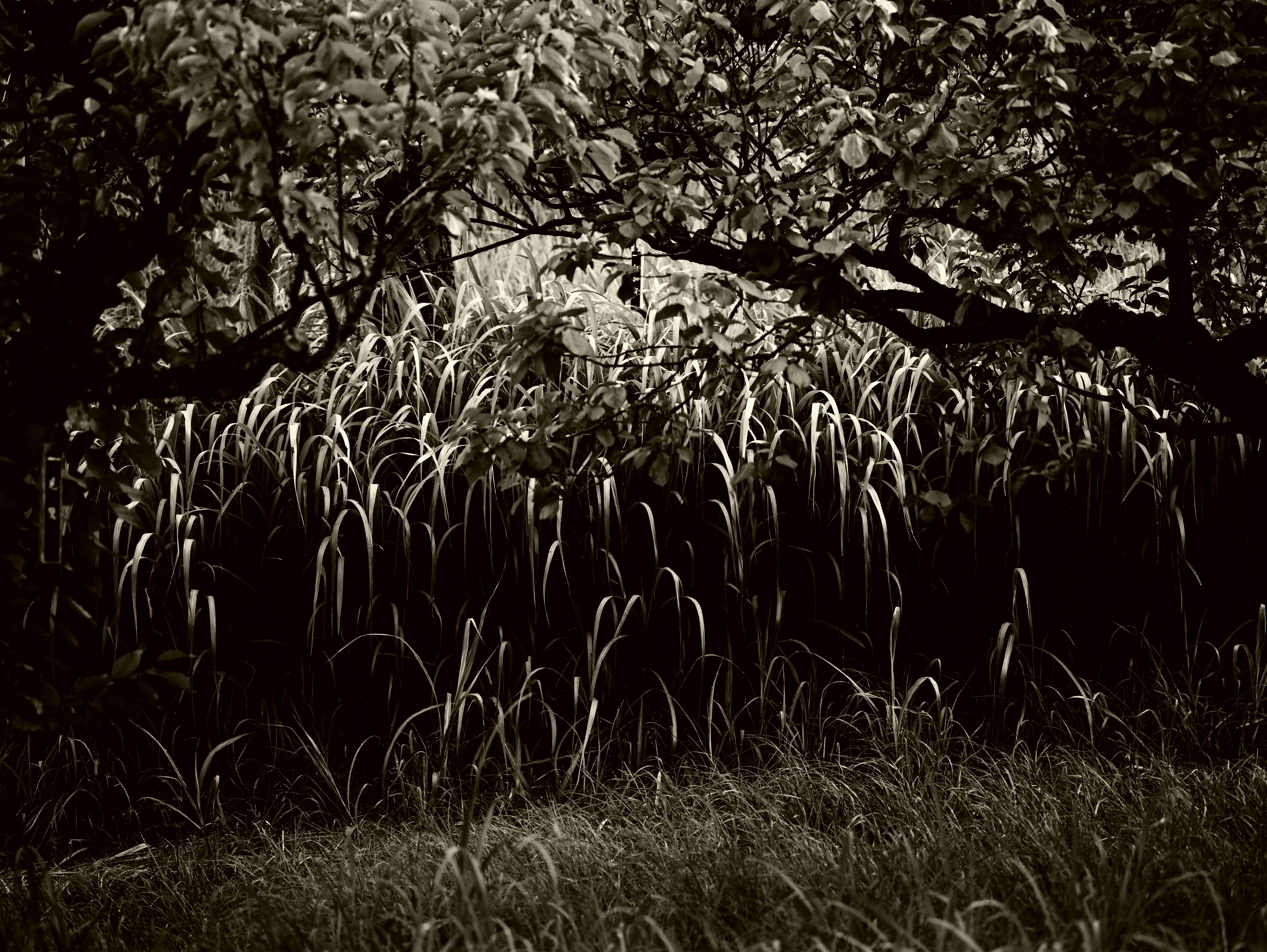 flowers and plants in a grassy patch under tree shade