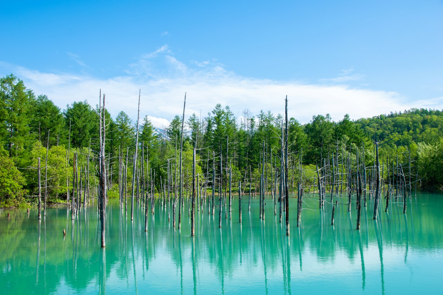 碧蓝湖泊与枯死树木和郁郁葱葱森林的风景