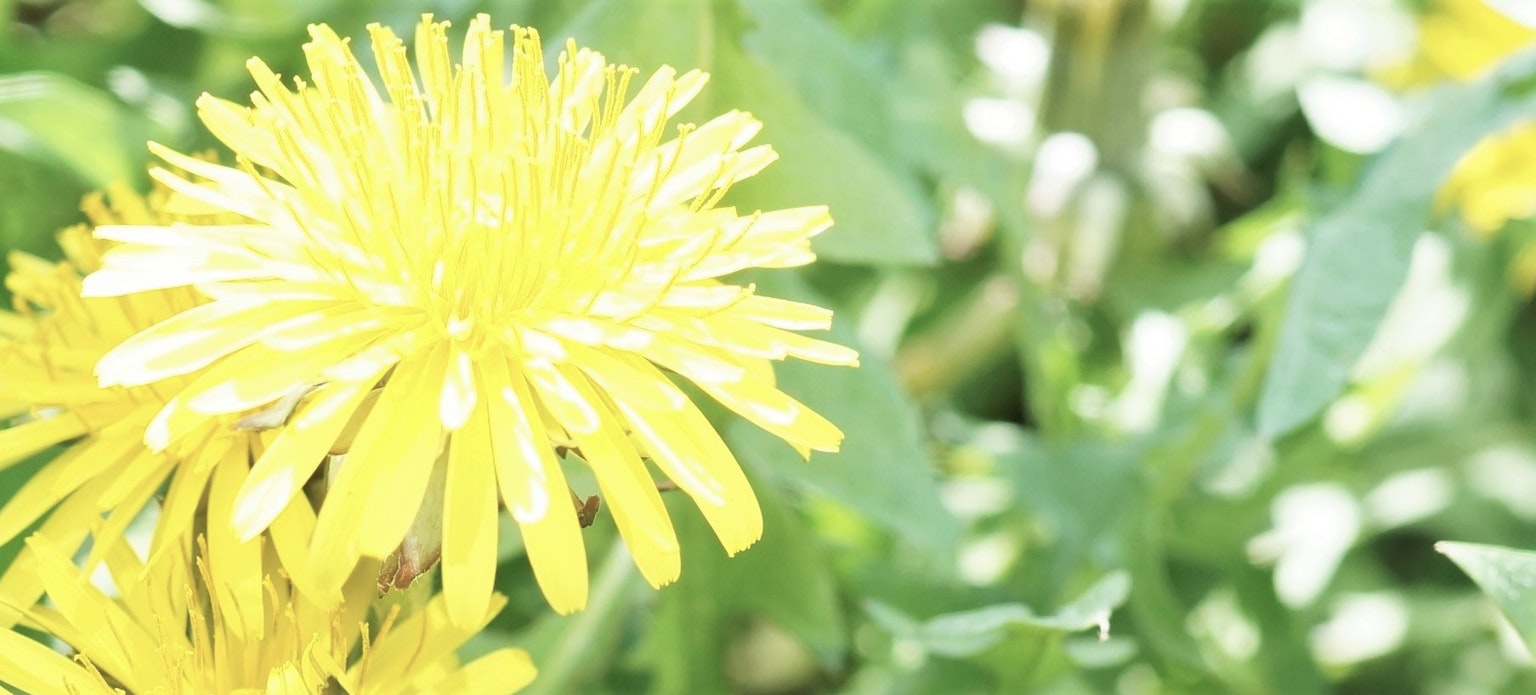 Fleur de pissenlit jaune vif entourée de feuilles vertes