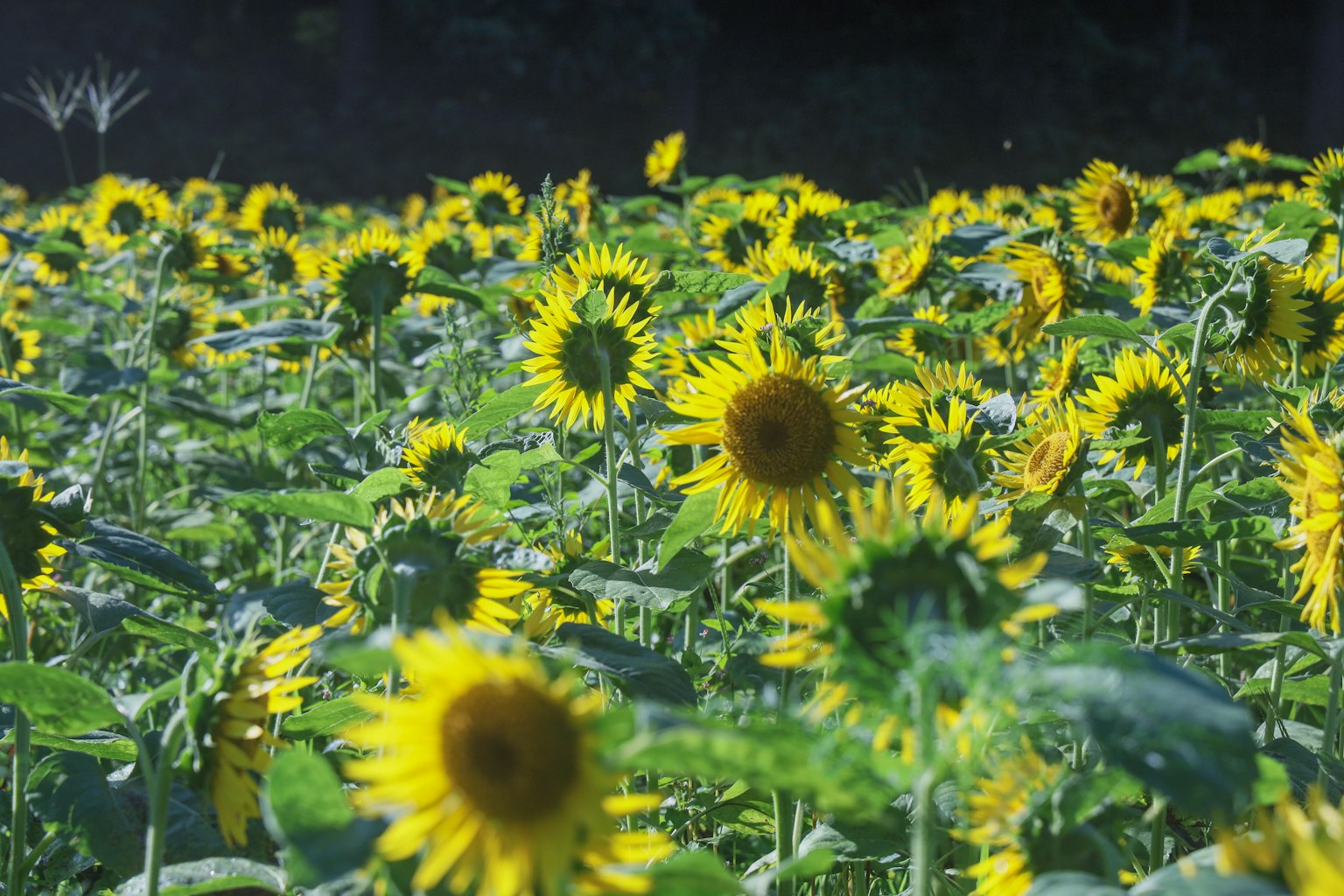 ํ๋ณ์ ํฅํด ํผ์ด ์๋ ํด๋ฐ๋ผ๊ธฐ๋ค์ด ์๋ ์๋๊ฐ ๋์น๋ ํด๋ฐ๋ผ๊ธฐ ๋ฐญ