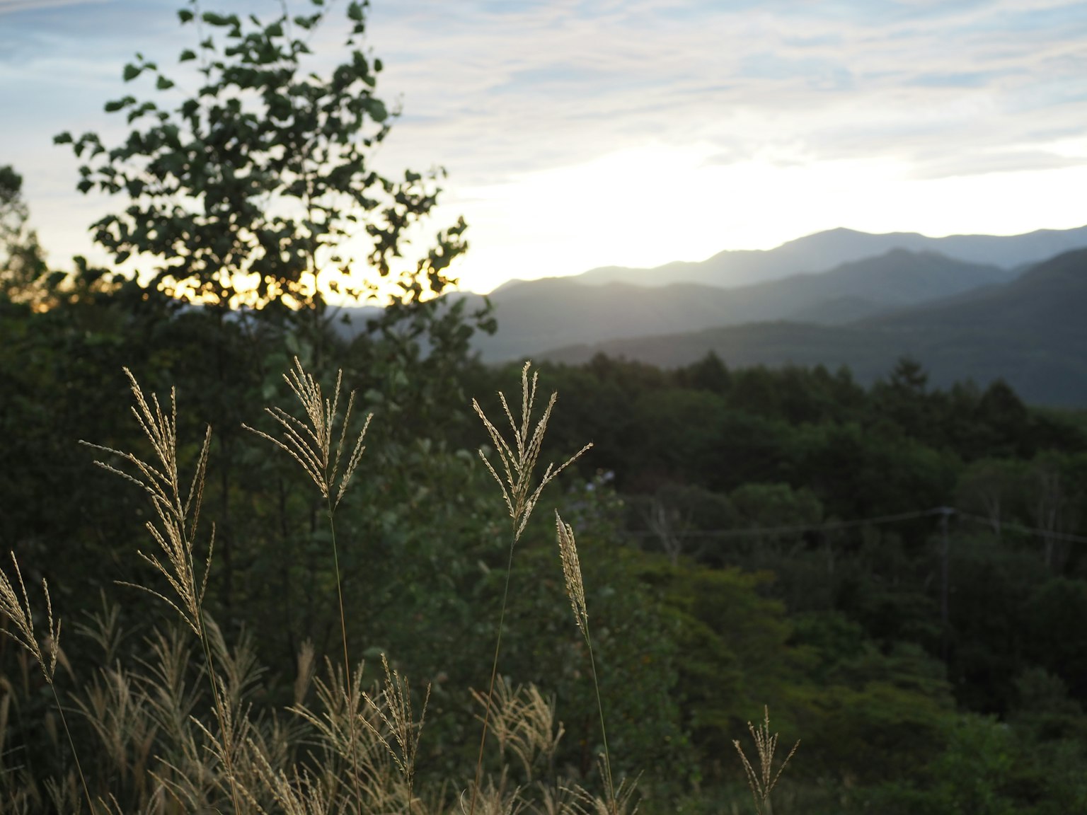 Paesaggio montano al tramonto con fili d'erba