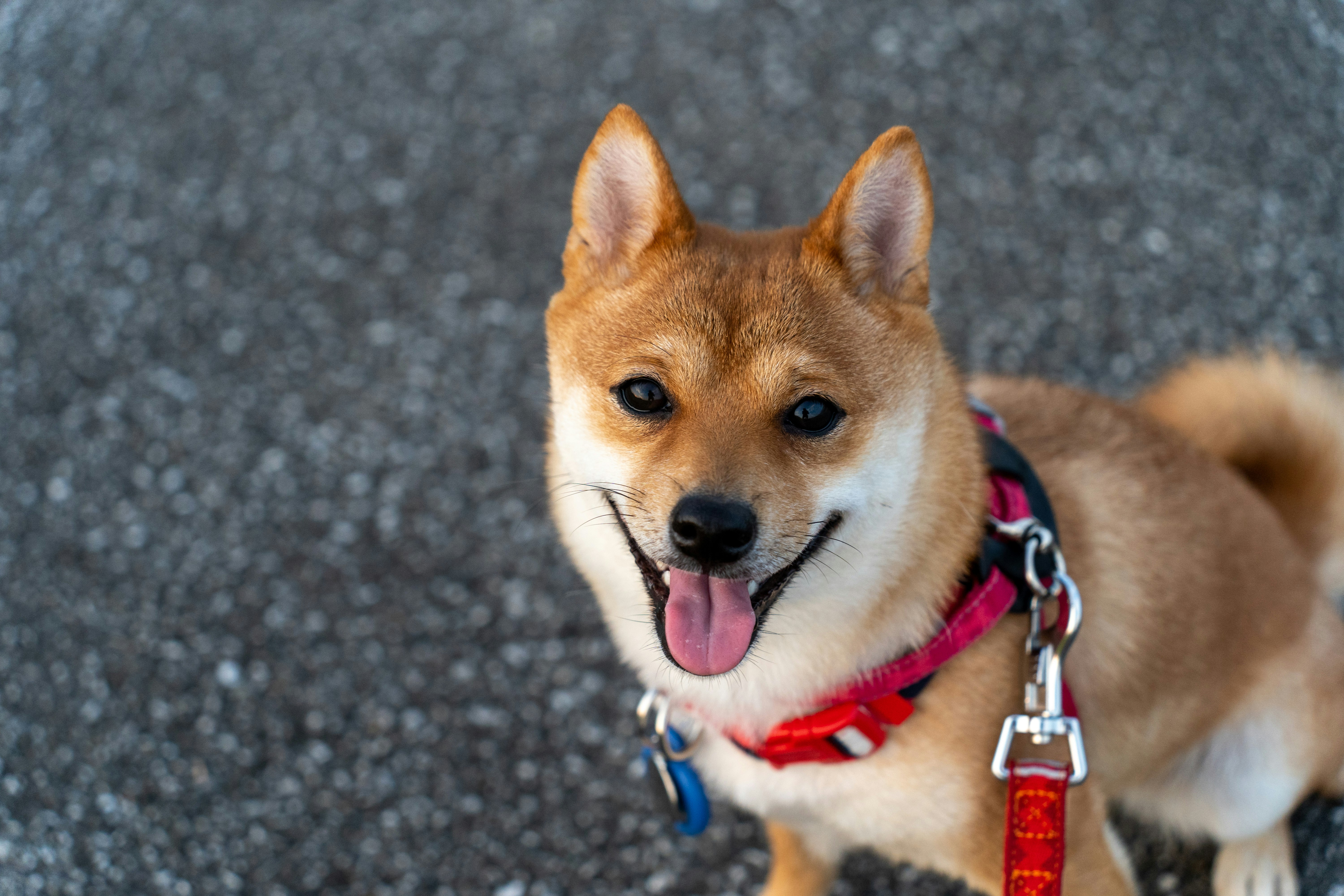 グラウンドの上を歩く柴犬のような犬