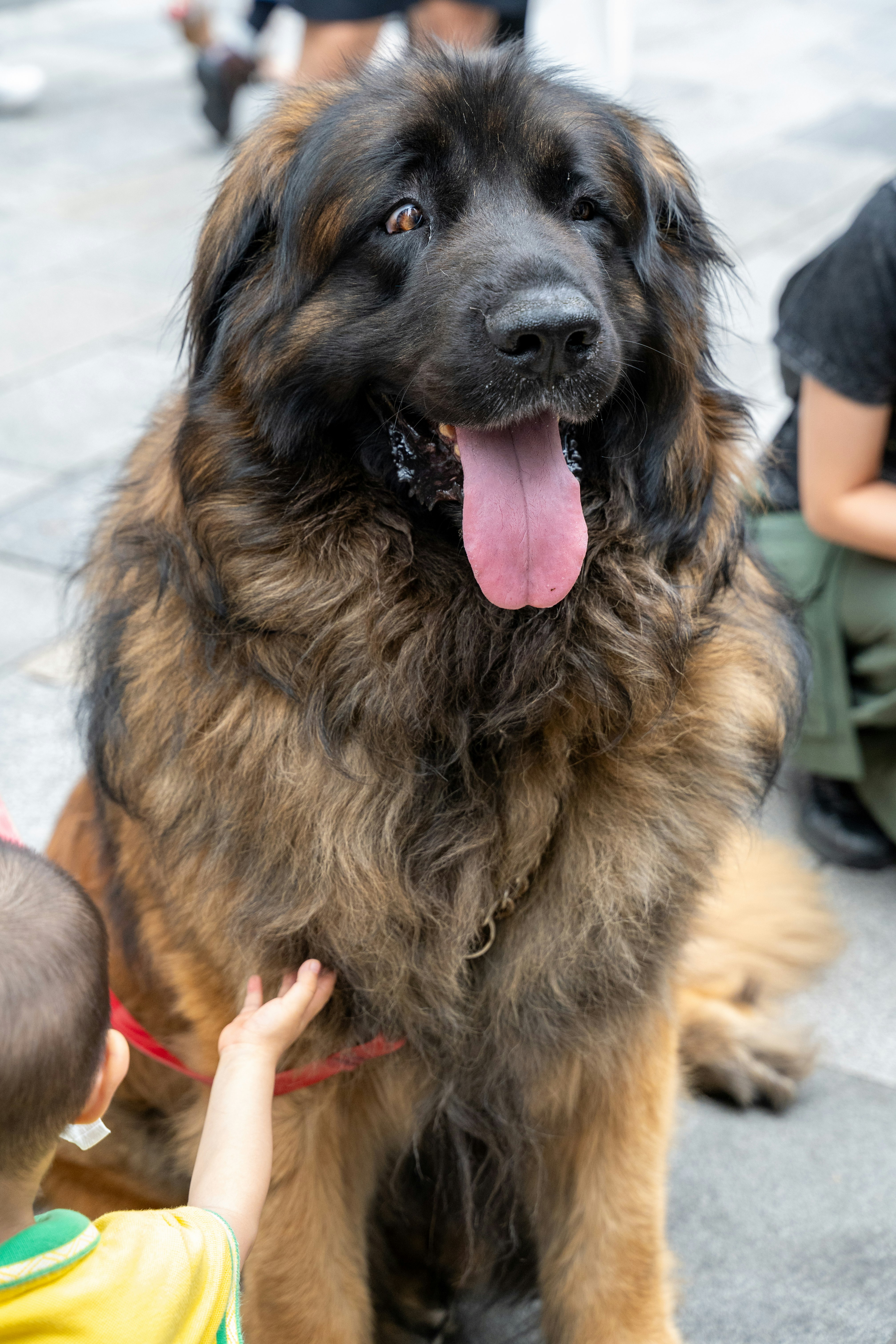公園の散歩中の大きな犬