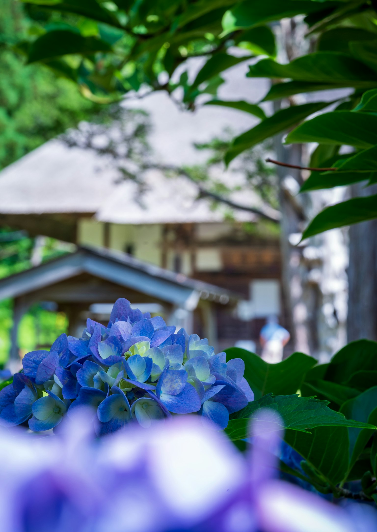 Hortensias bleus au premier plan avec des feuilles vertes luxuriantes et un vieux bâtiment en arrière-plan