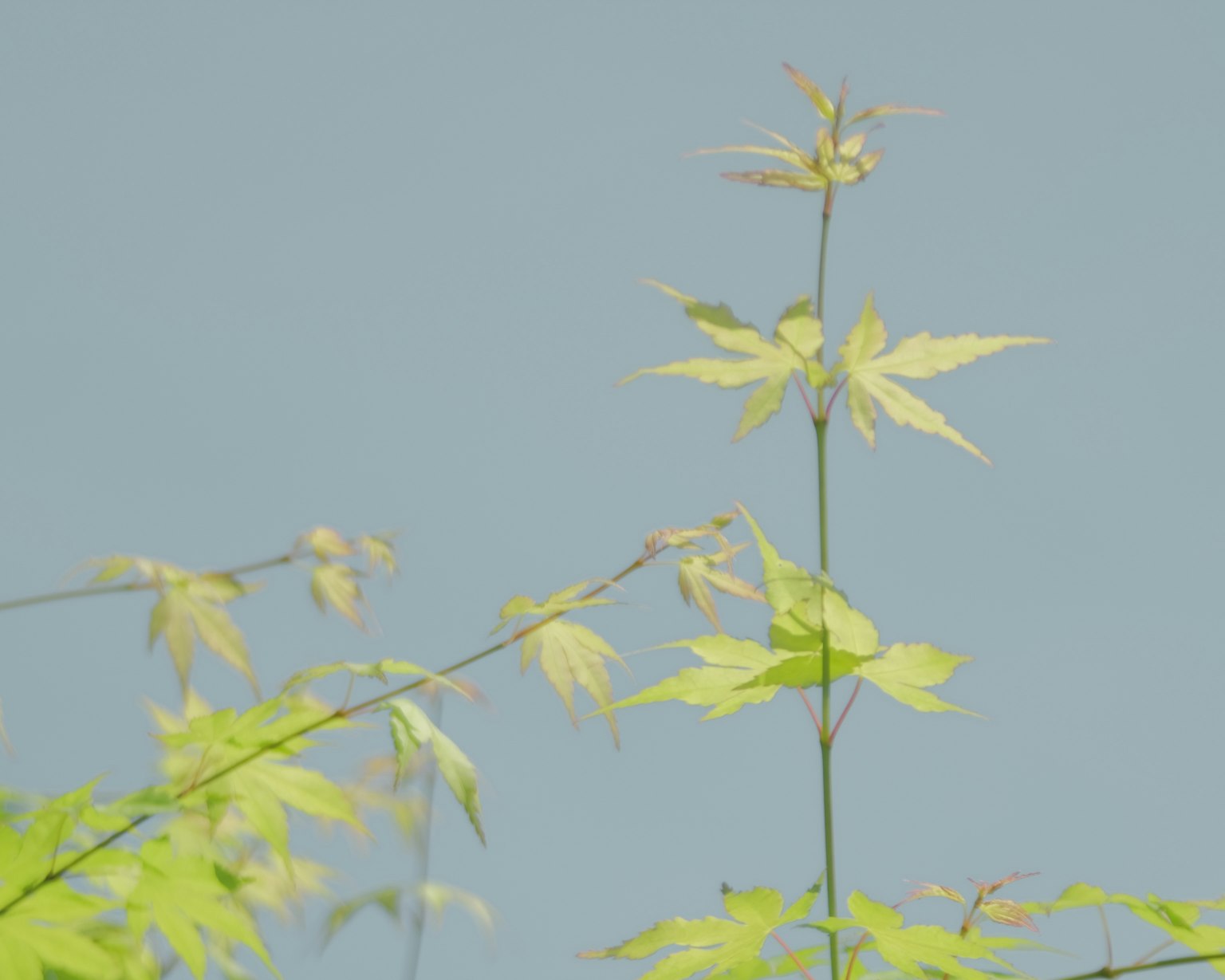 Un arbre avec des feuilles vertes fraîches sur fond de ciel bleu