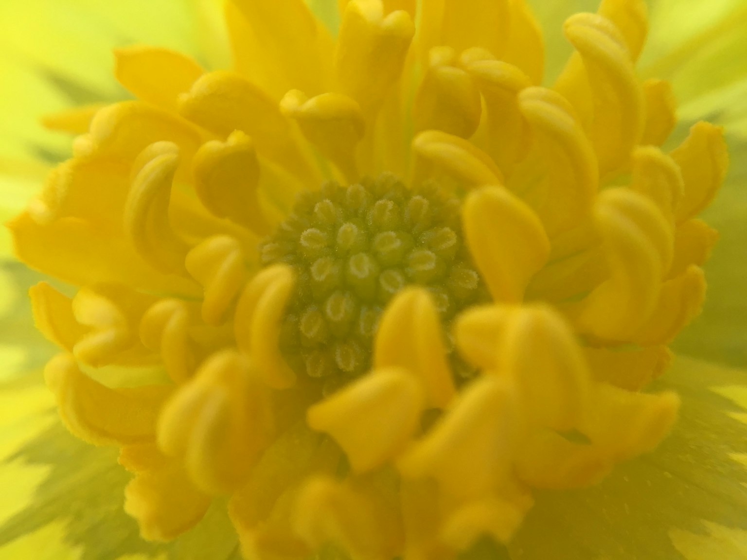 Gros plan d'une fleur jaune vibrante avec un centre vert