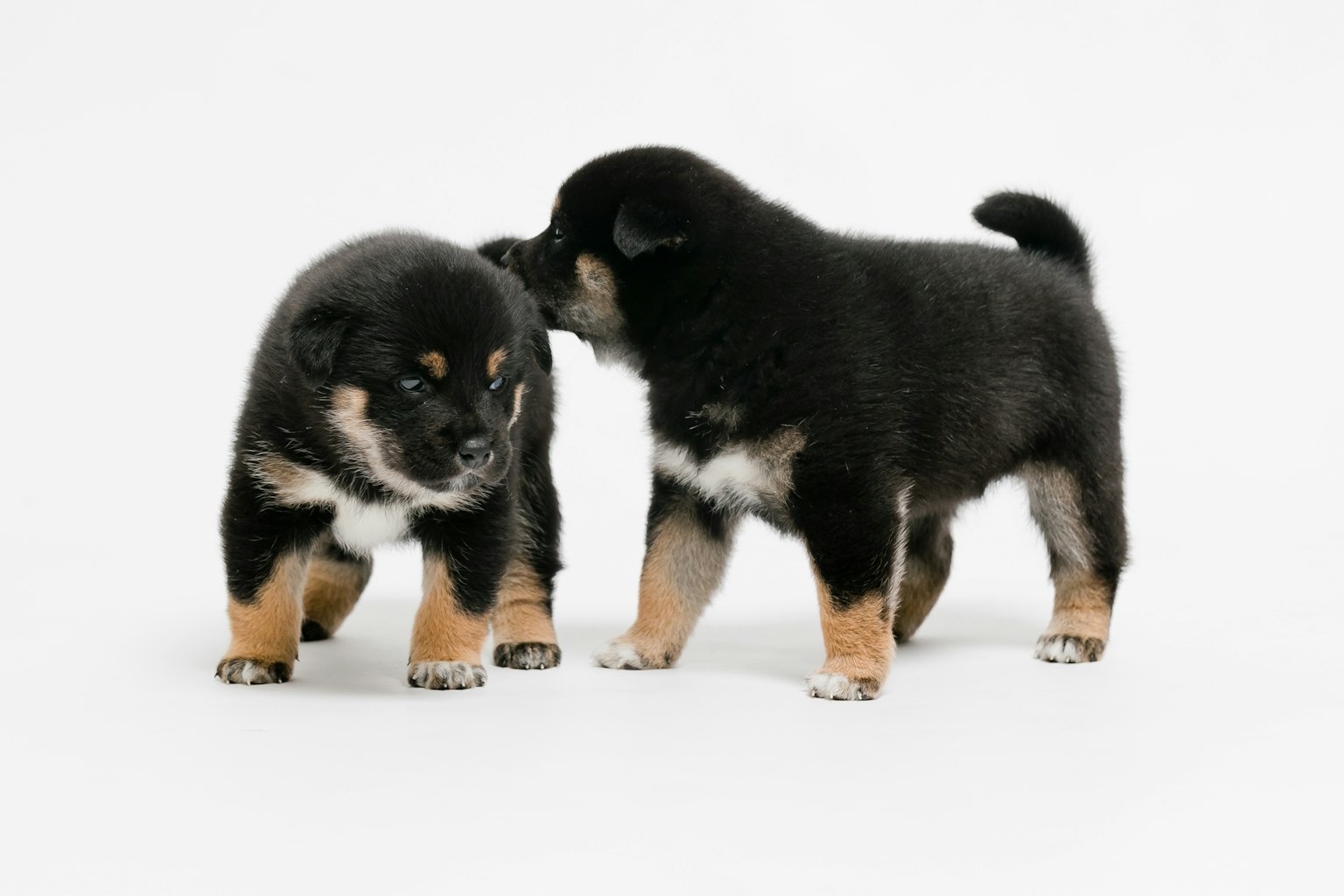 两只黑色和棕色的柴犬小狗在一起玩