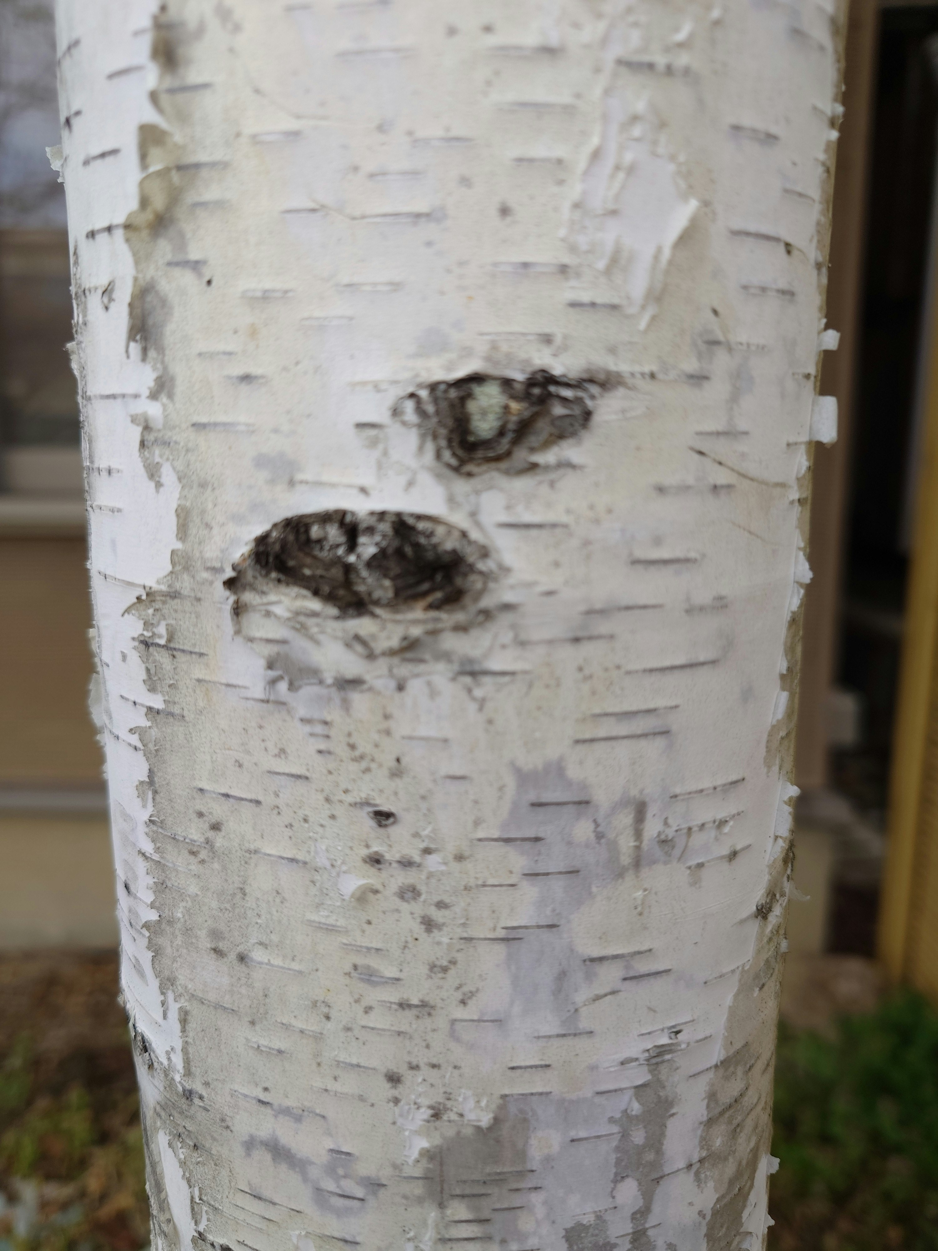 close-up of a birch tree trunk with scars