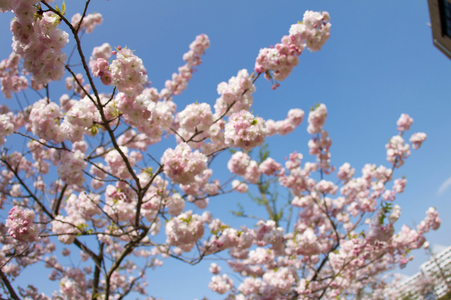 Fiori di ciliegio che fioriscono sotto un cielo blu
