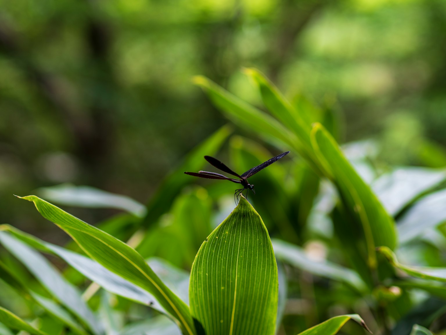 Gros plan d'une libellule noire perchée sur une feuille verte