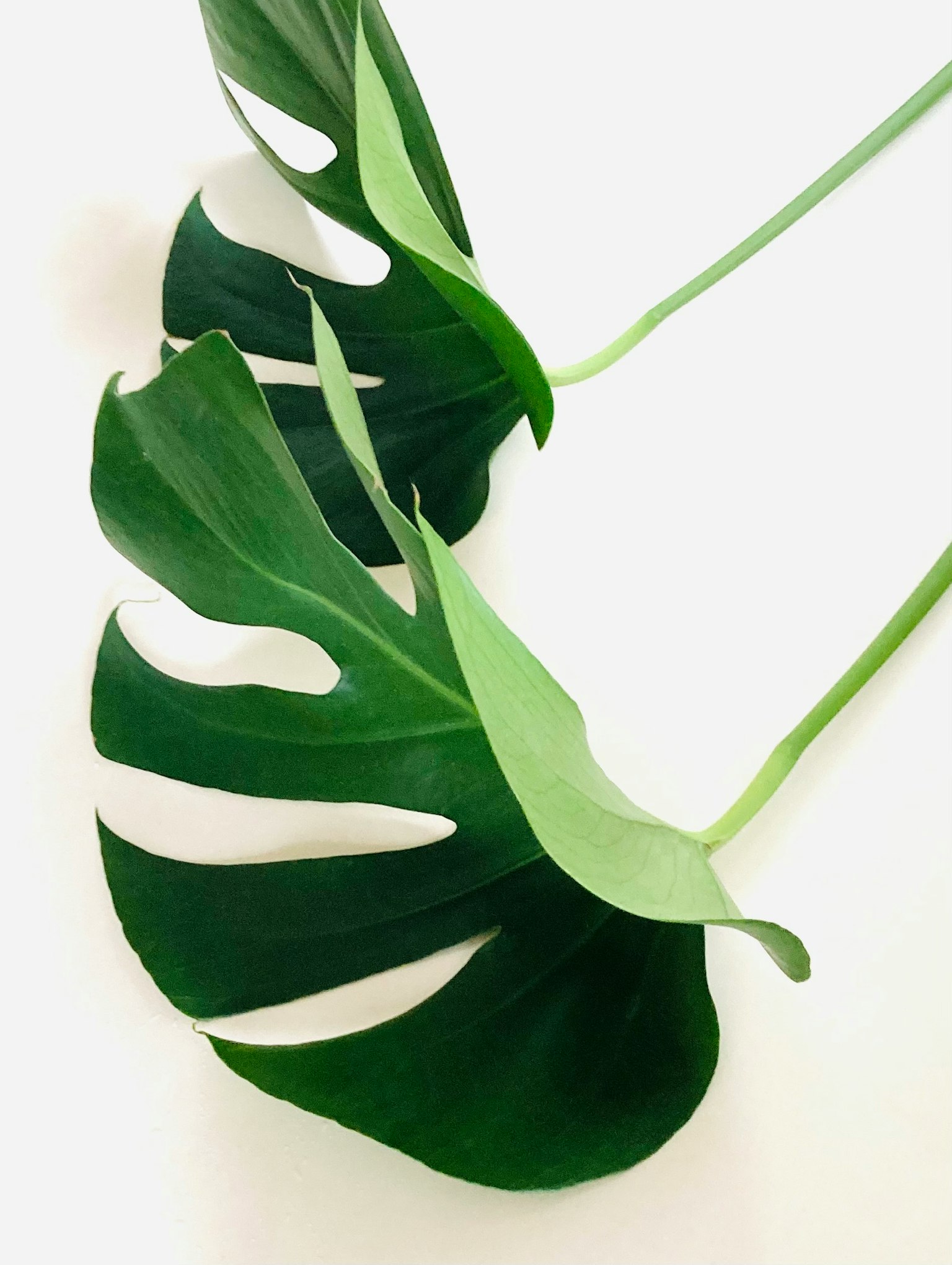 Two green Monstera leaves arranged on a white background