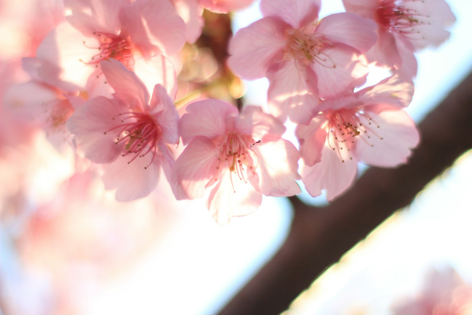 연한 분홍색 cherry blossom 꽃의 클로즈업 나무 가지에