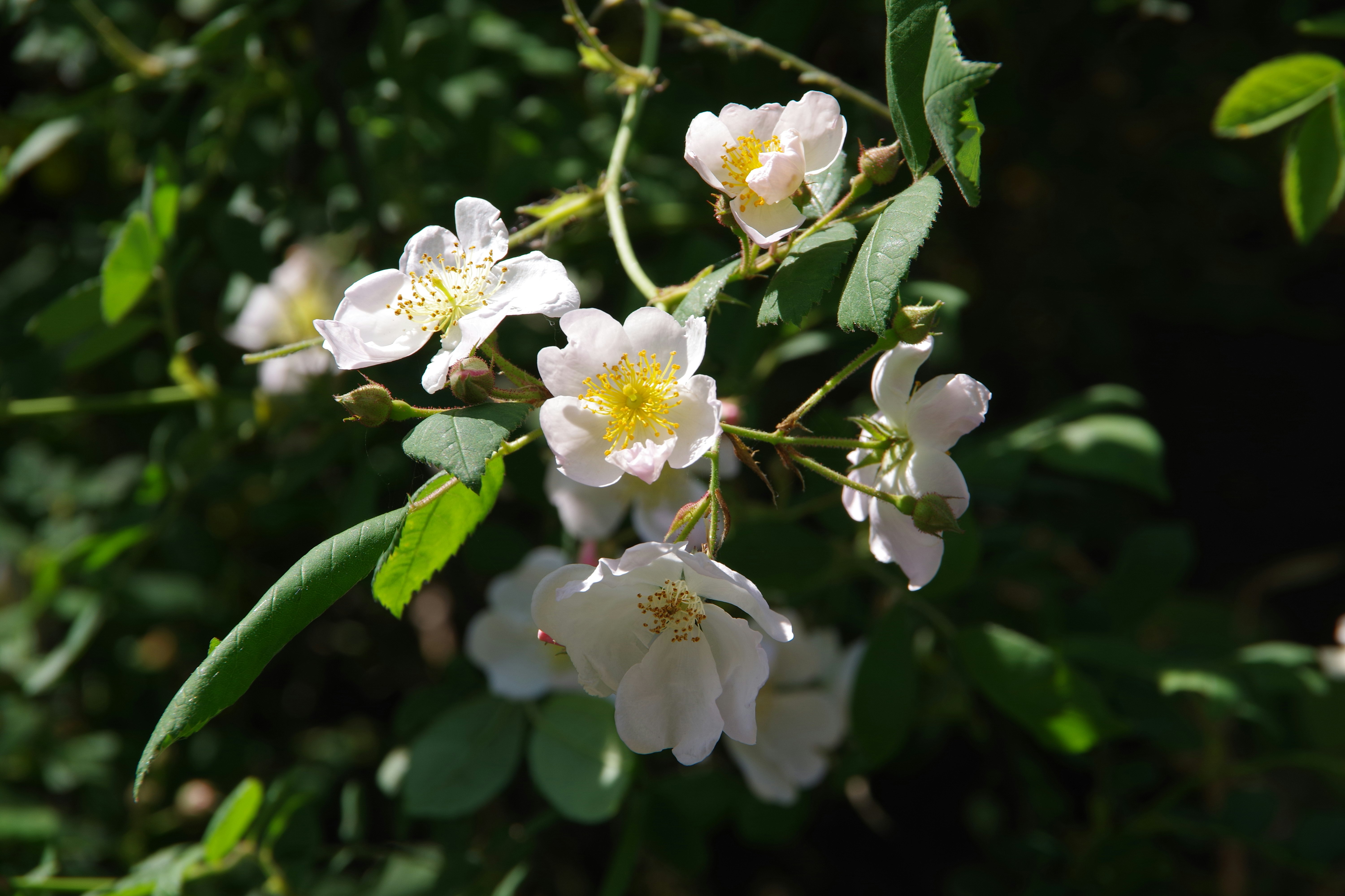 ノイバラの白い花が咲く春の野の花