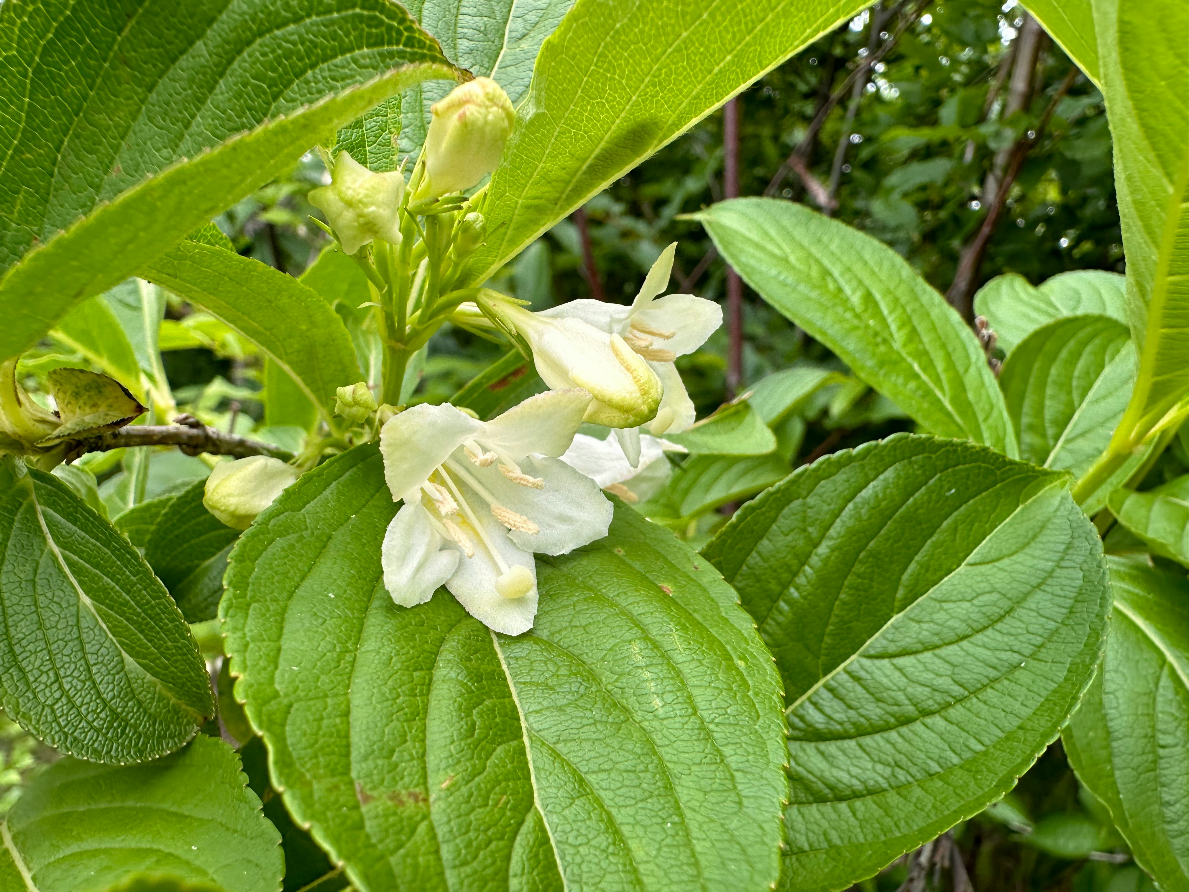 花のつぼみと白い花が咲く緑の葉のクローズアップ