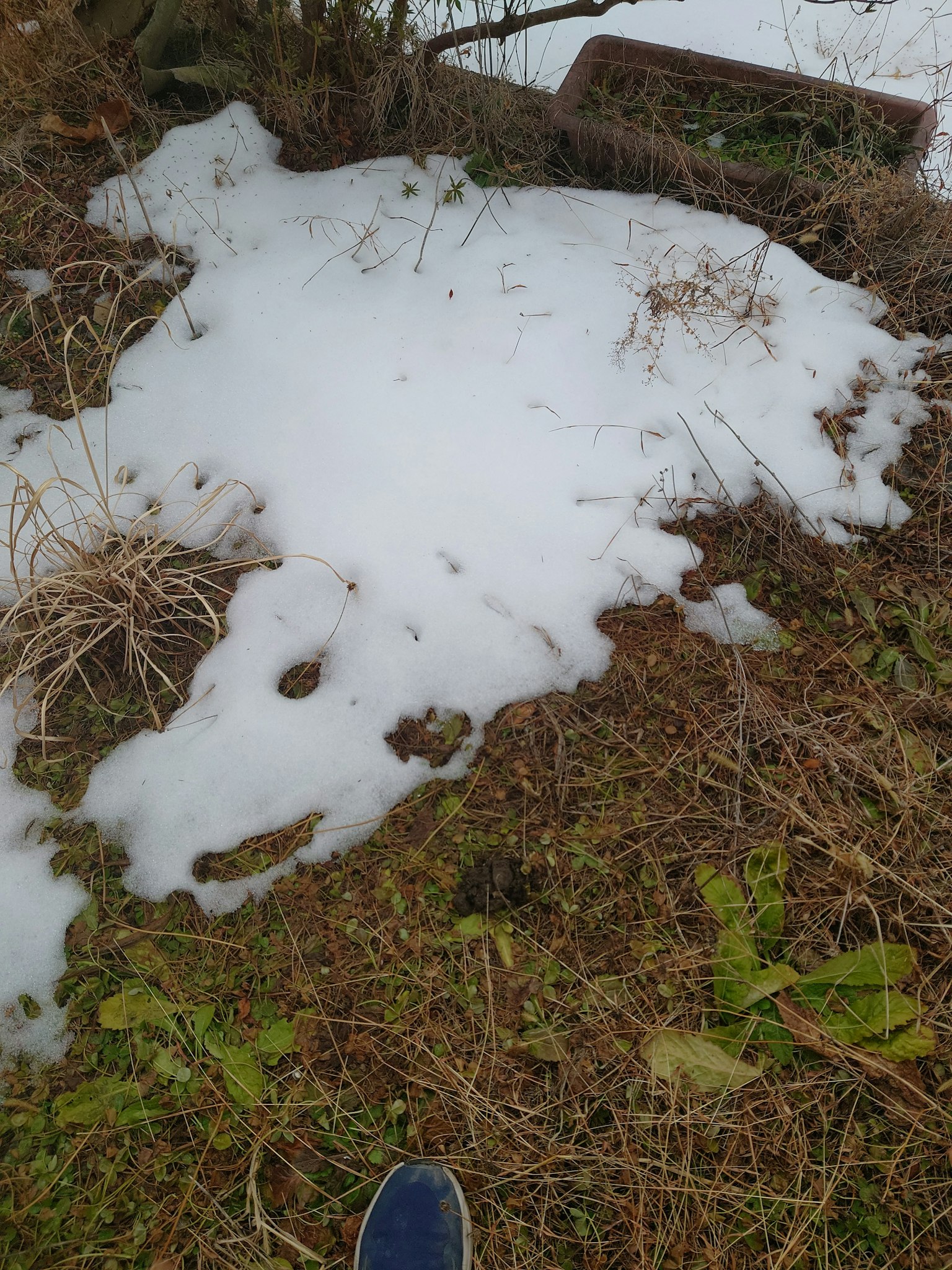 Neige fondue sur le sol avec de l'herbe sèche