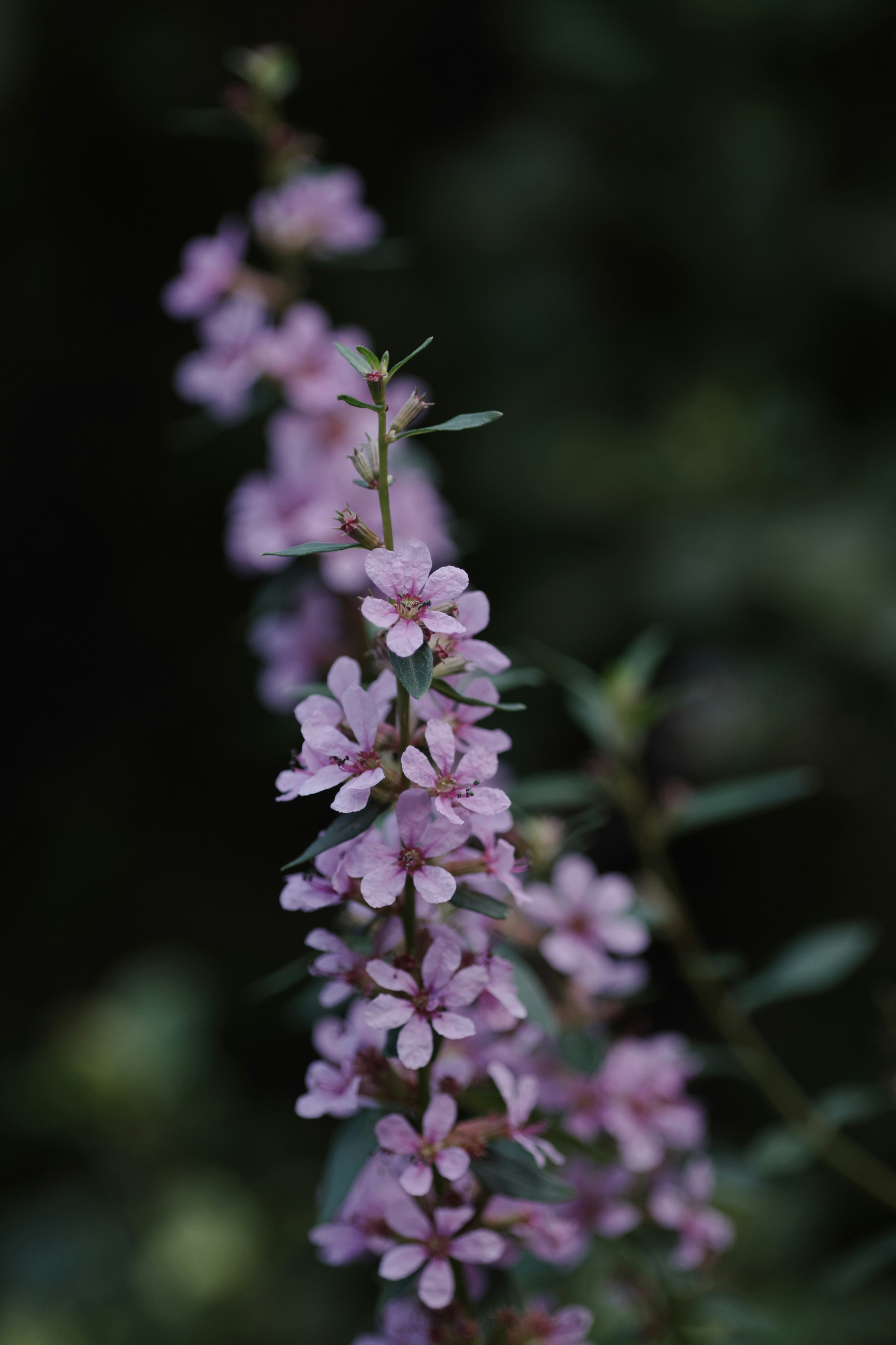 紫色米索哈吉花的特写