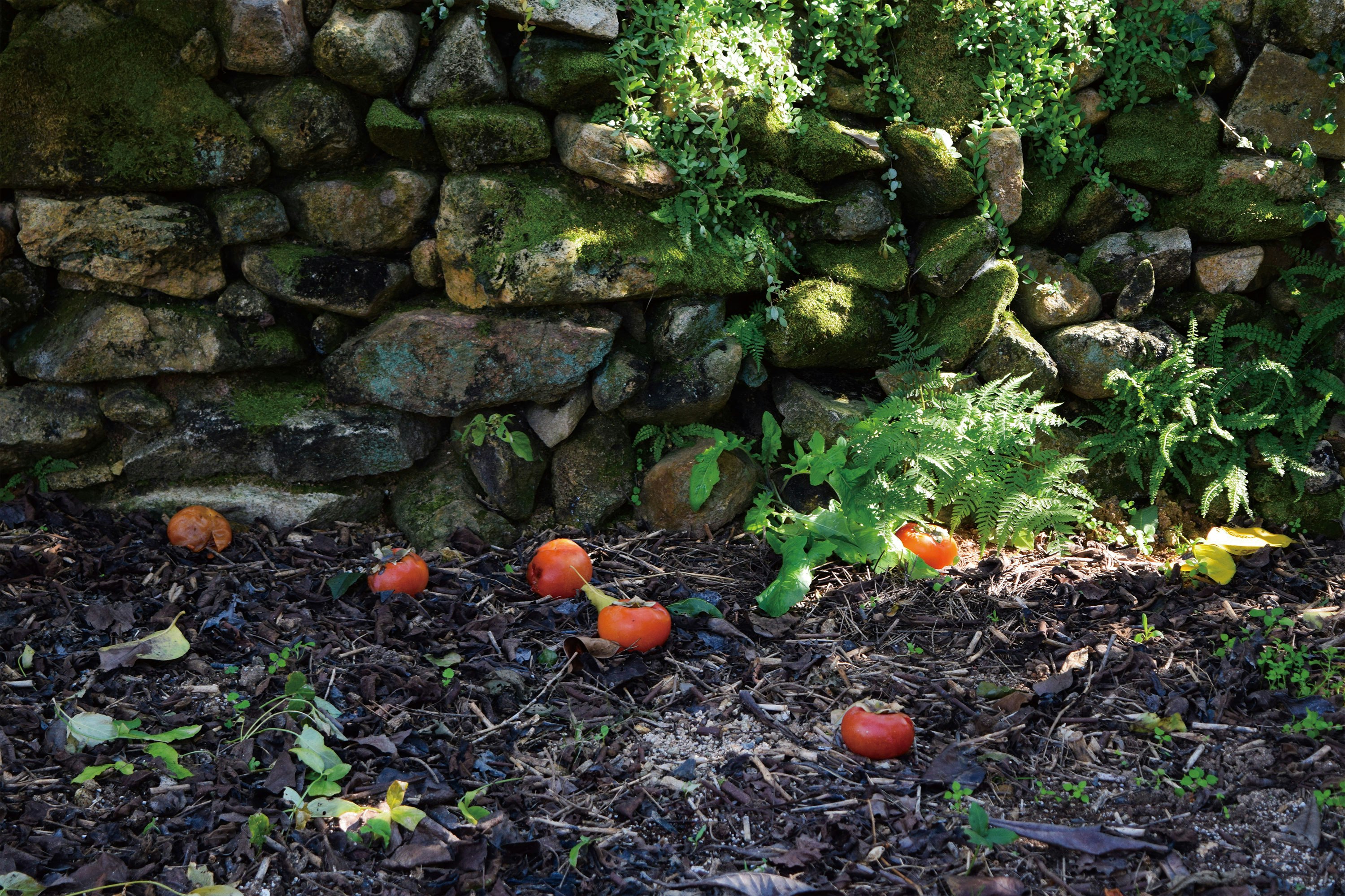 苔むした石垣のそばに散らばる赤い果実と葉