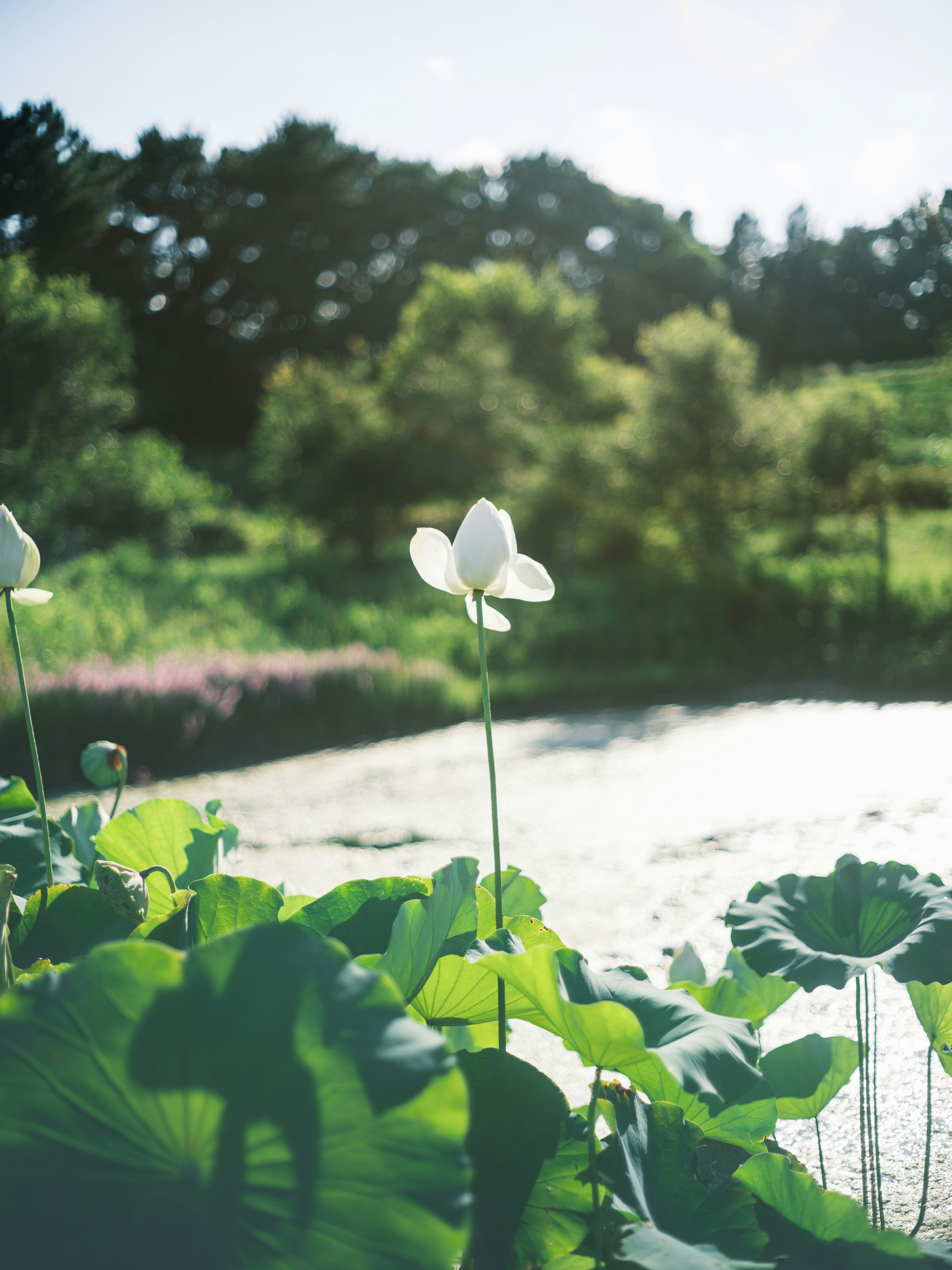 蓮の花と葉が川辺の水面を望む自然風景