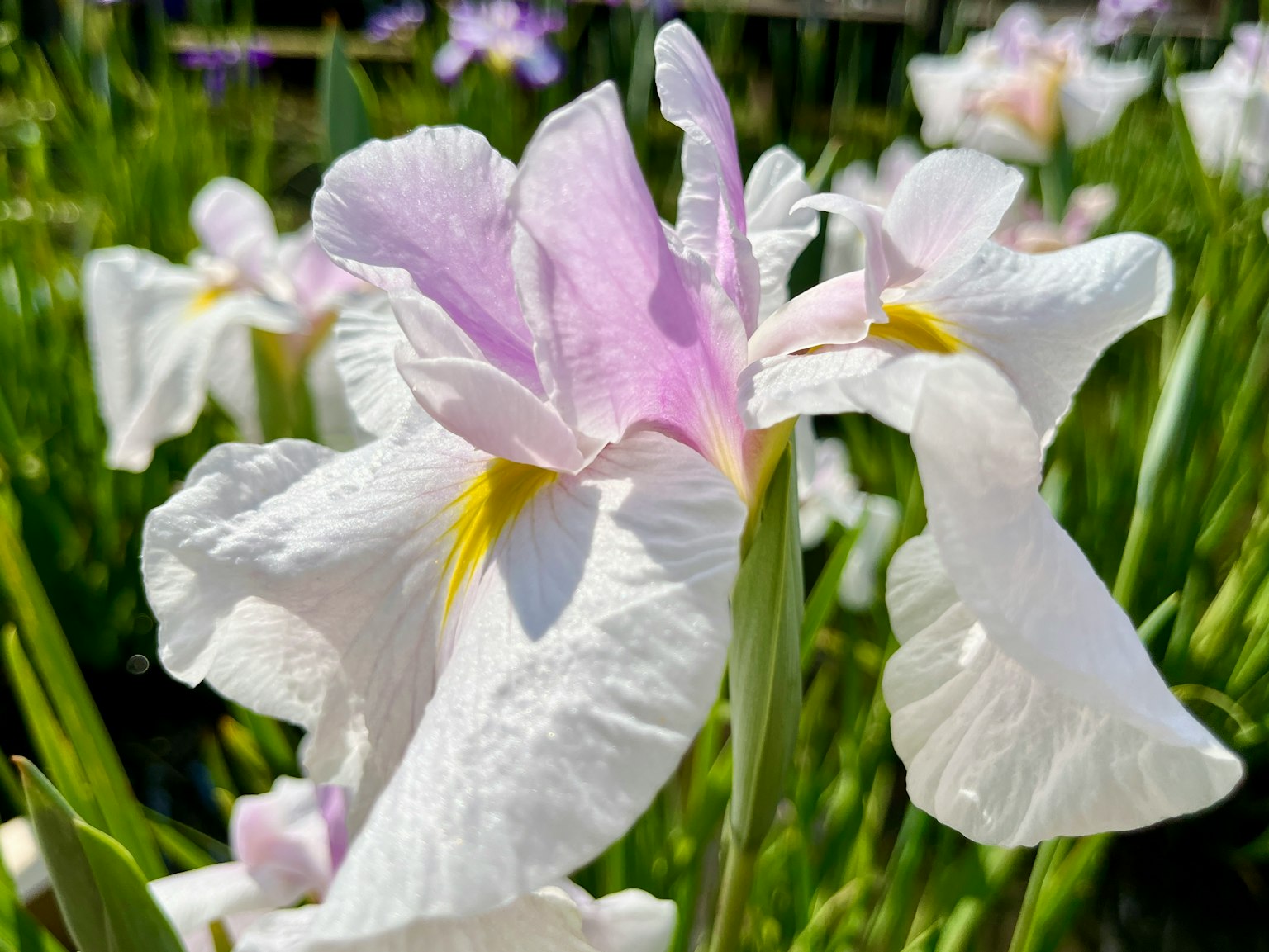 Irisblüten mit weißen Blütenblättern und sanften lila Akzenten blühen in einem Garten