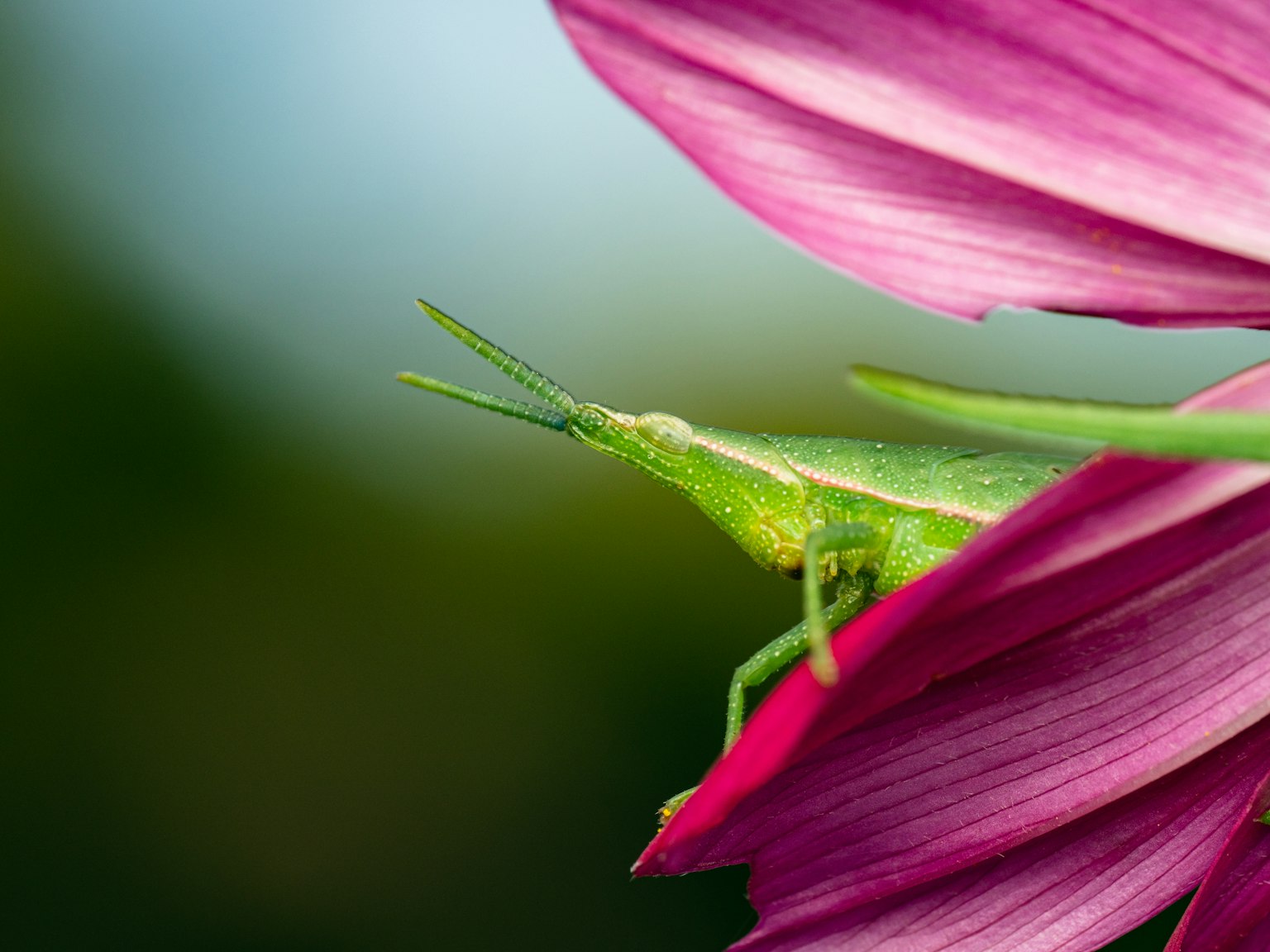 Imagen en primer plano de un saltamontes verde cerca de una flor púrpura