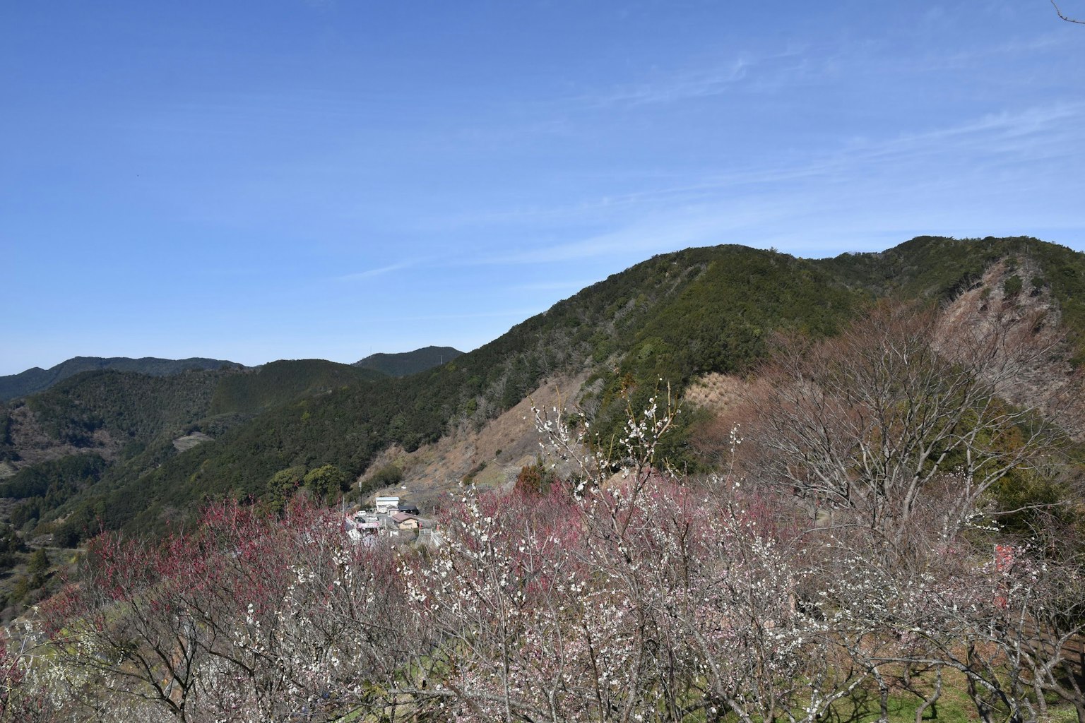 Mountain landscape with cherry blossoms under blue sky