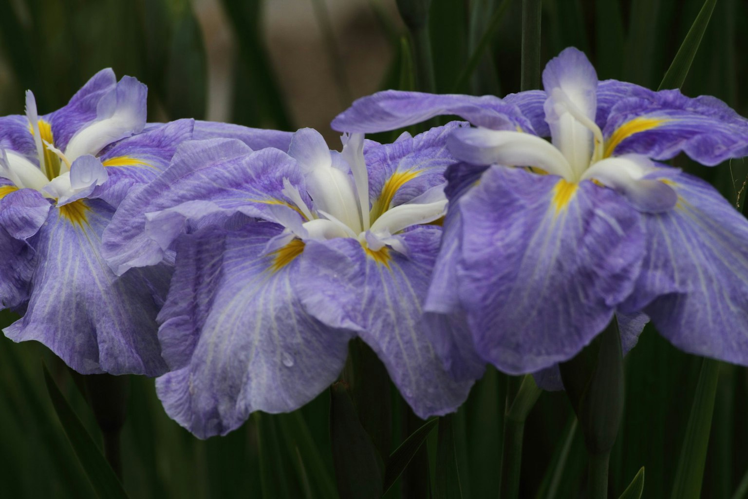 Beautiful scene of purple flowers in bloom